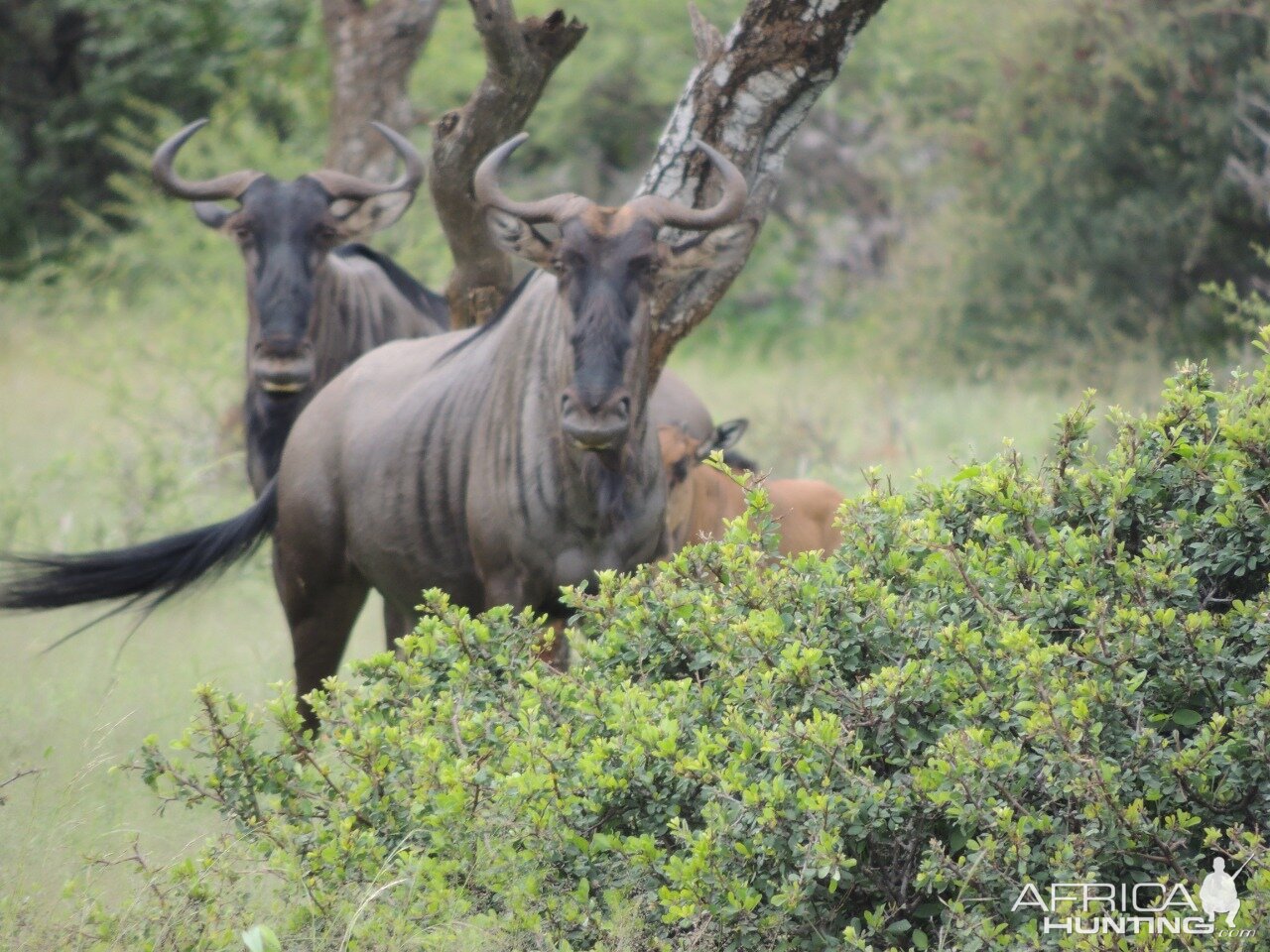 Blue Wildebeest South Africa