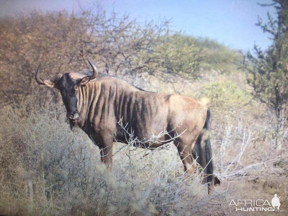 Blue Wildebeest South Africa