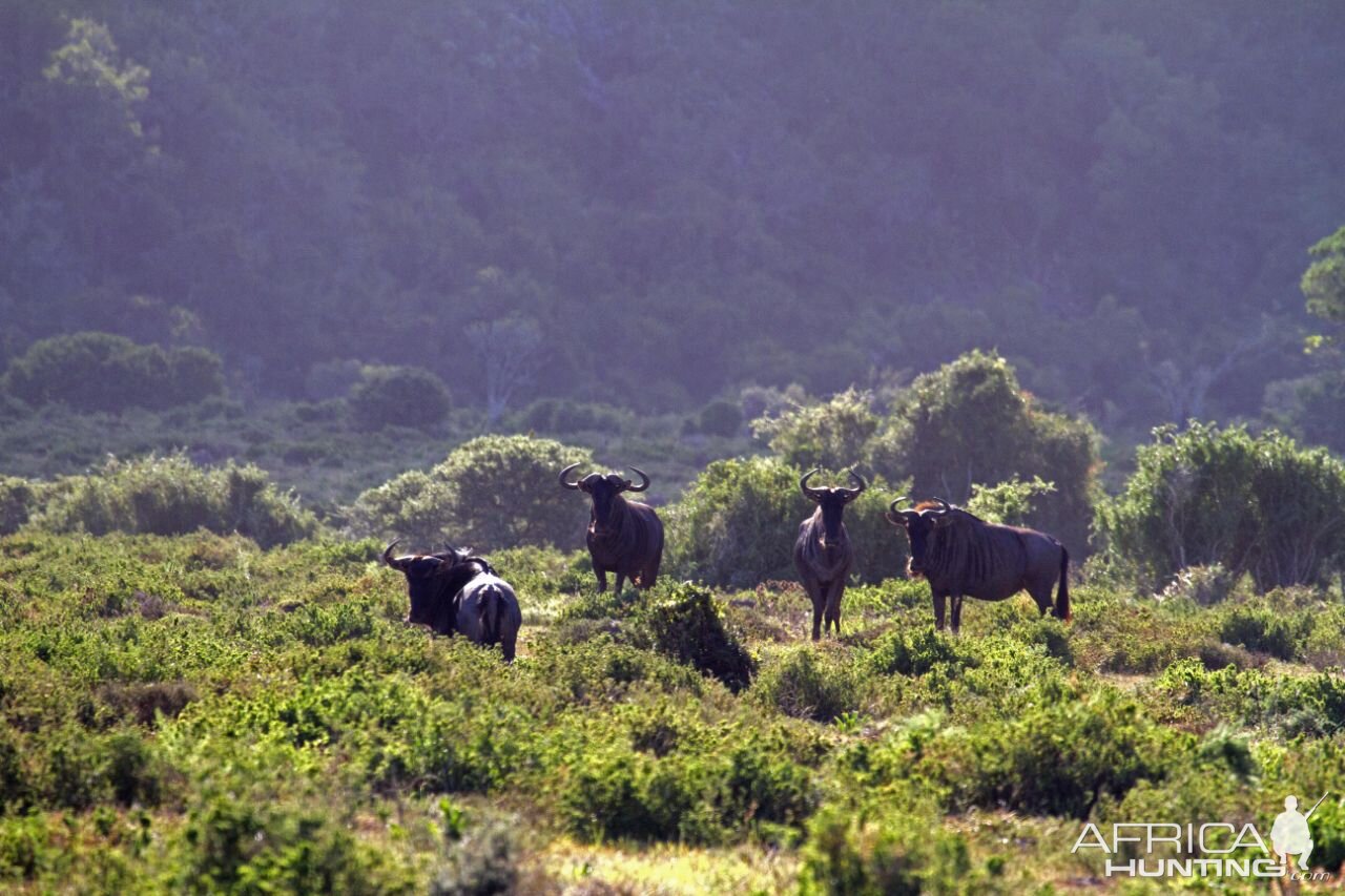 Blue Wildebeest South Africa