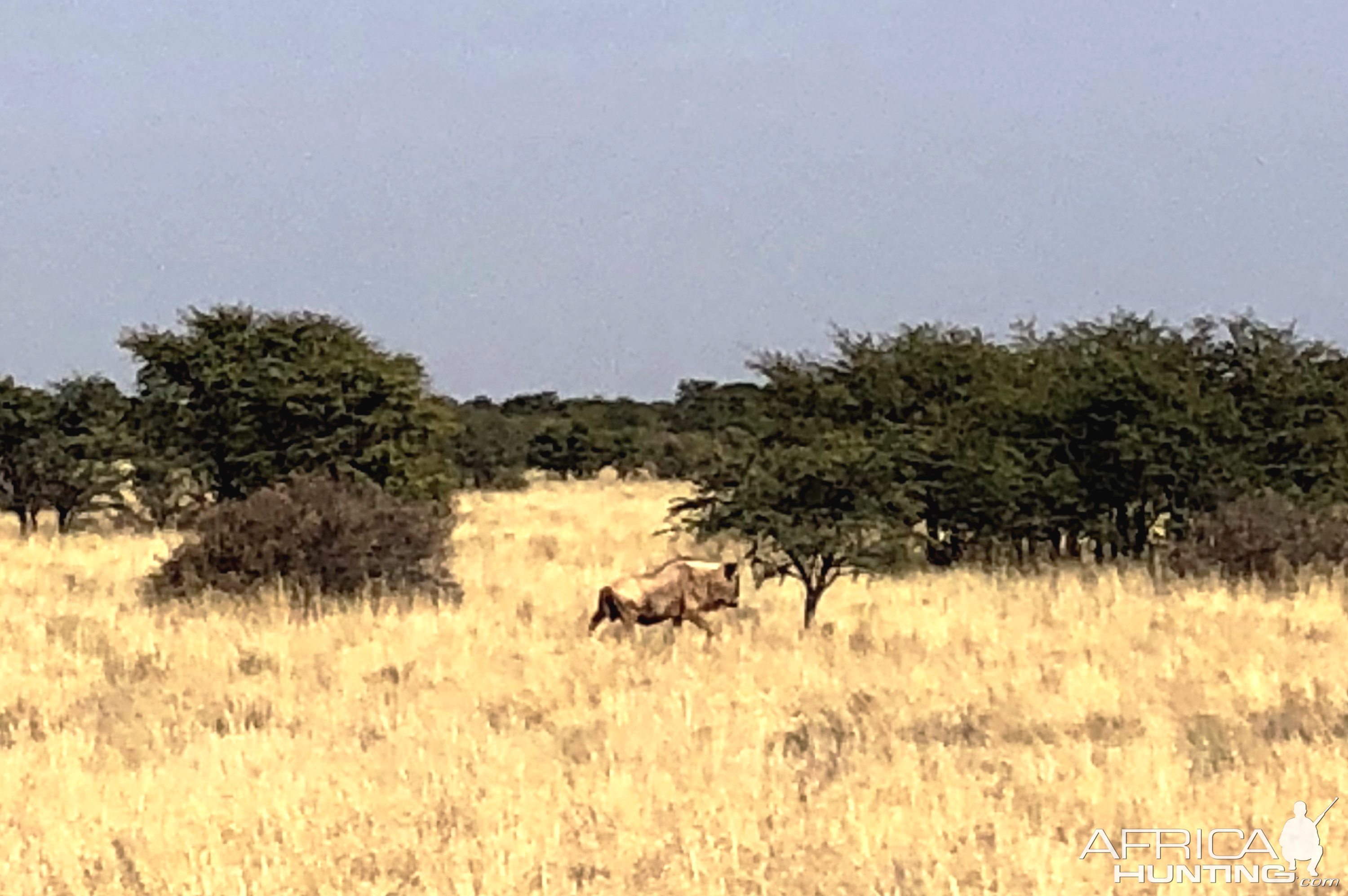 Blue Wildebeest South Africa