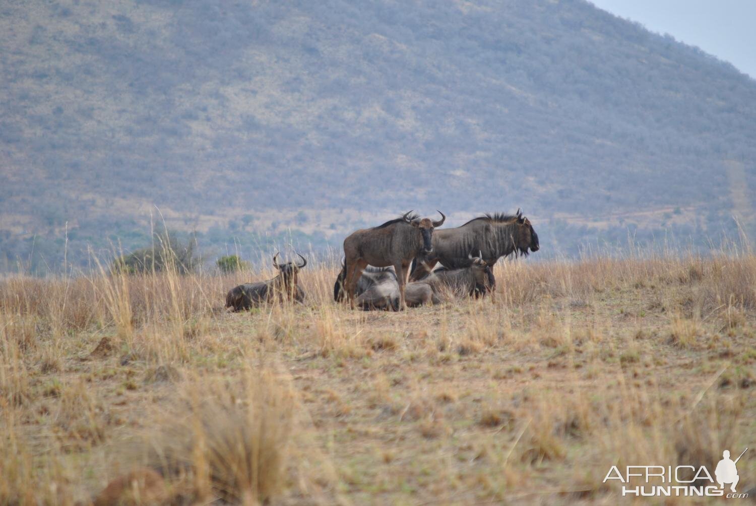 Blue Wildebeest South Africa