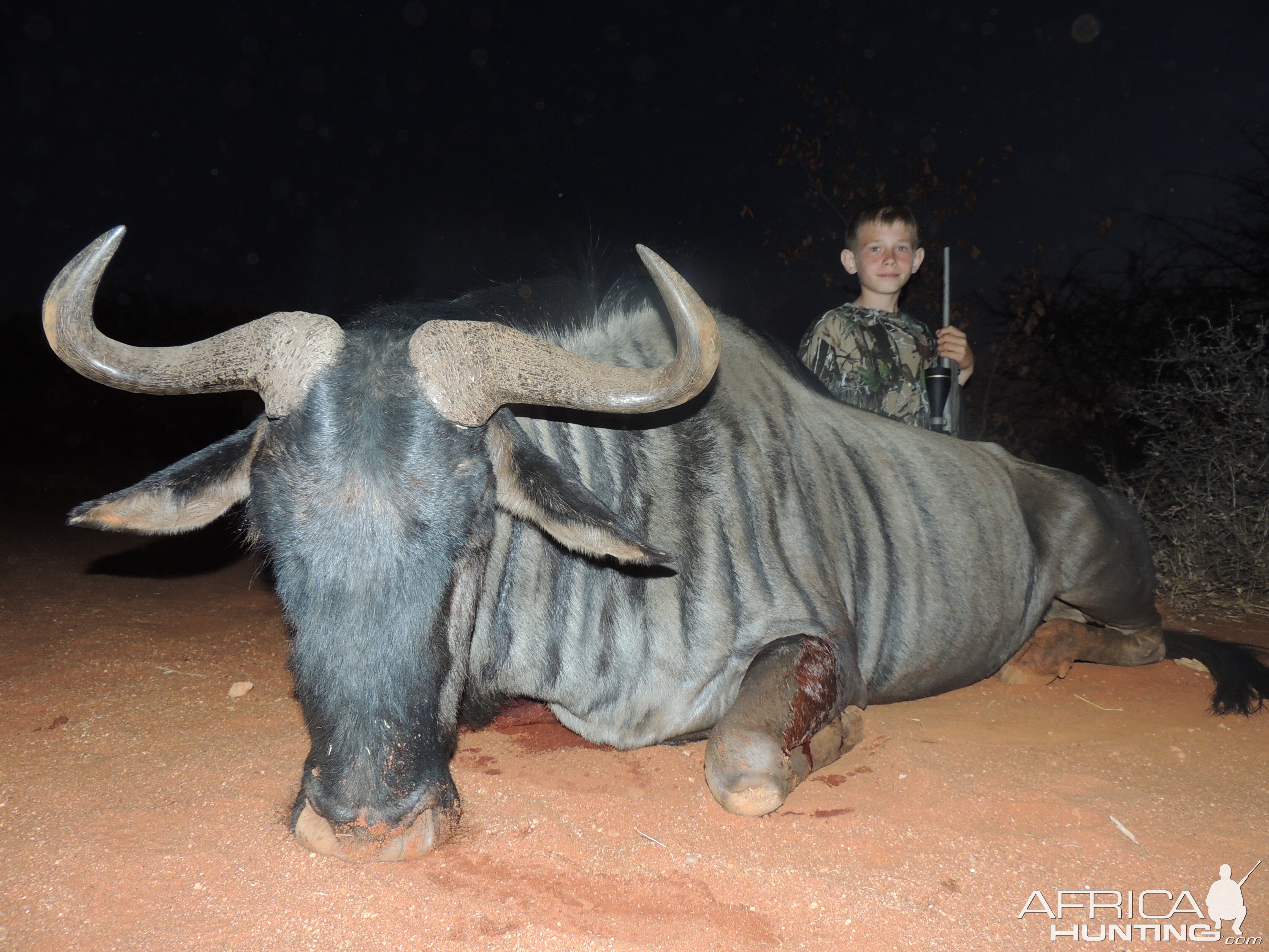 Blue Wildebeest, South Africa