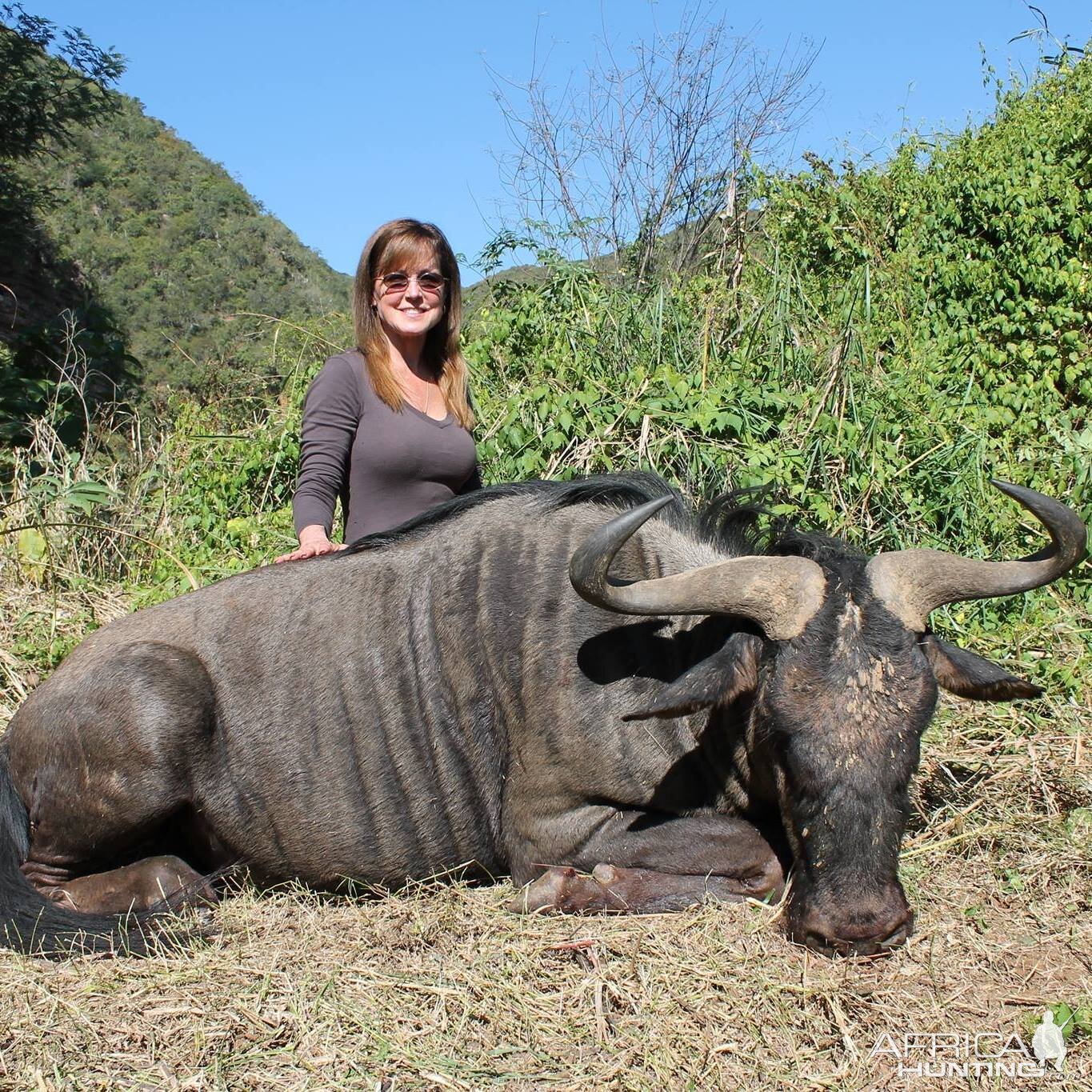 Blue Wildebeest, There's a Reason They are Called "The Poor Man's Buffalo".