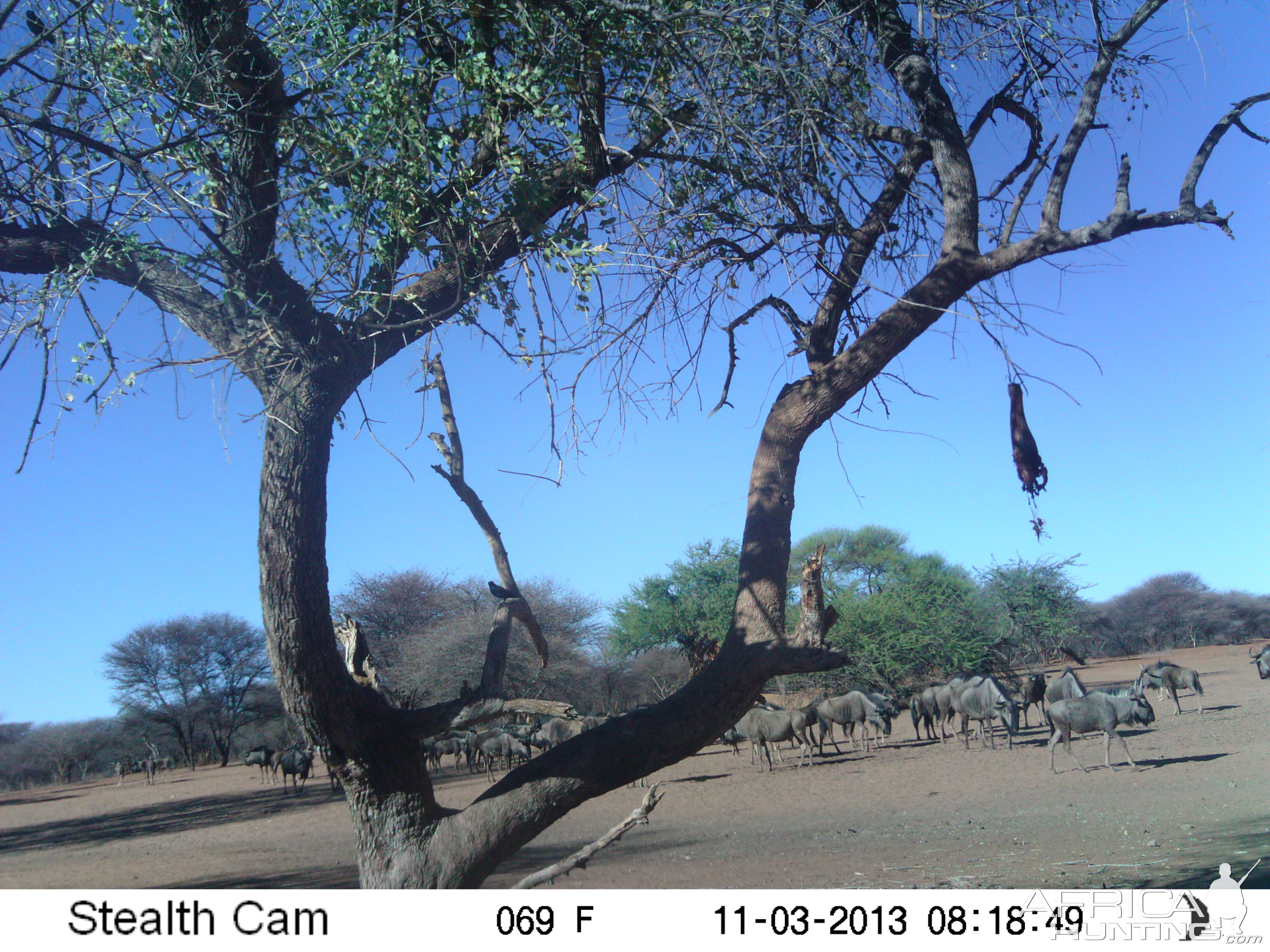 Blue Wildebeest Trail Camera