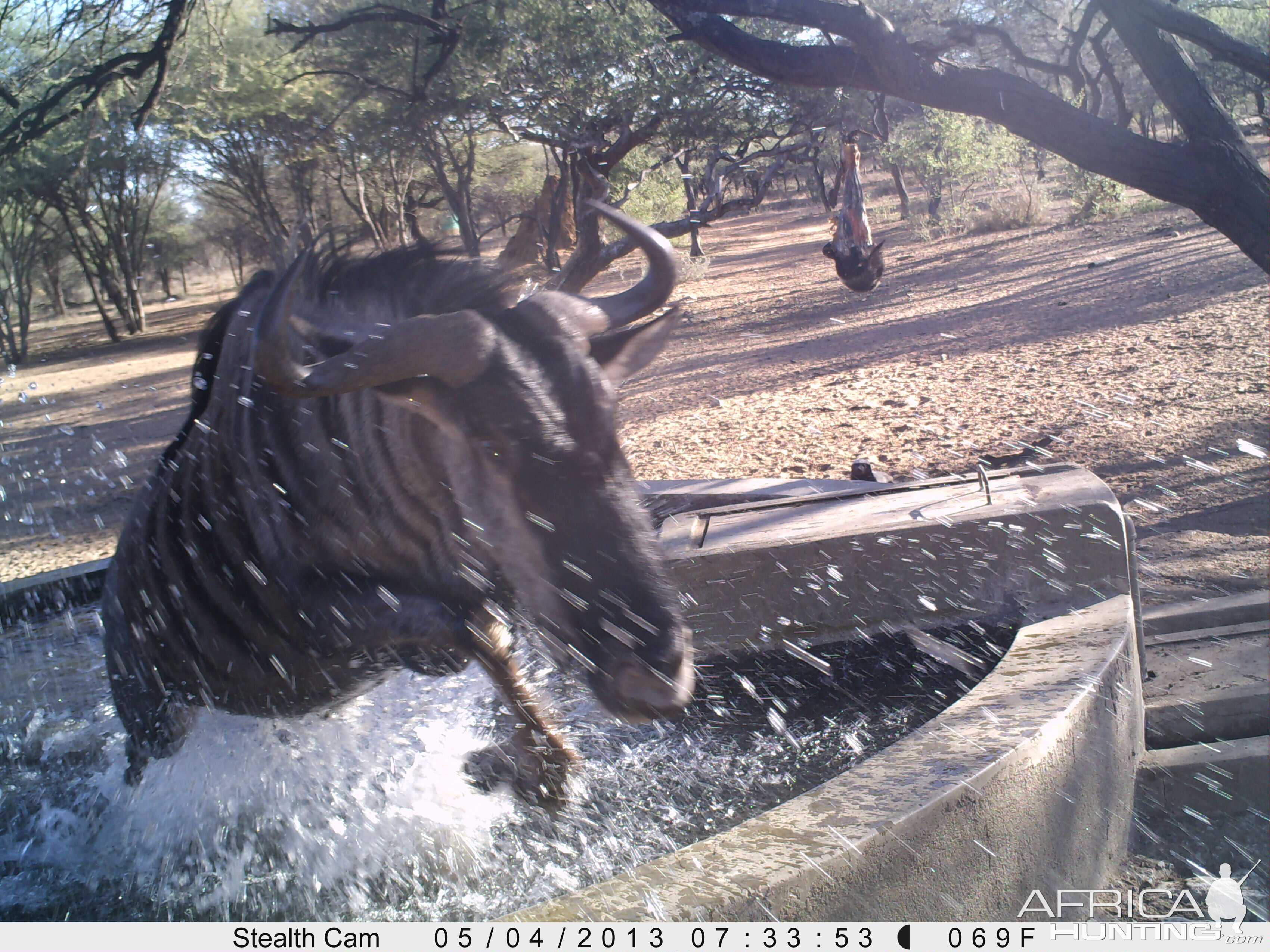 Blue Wildebeest Trail Camera