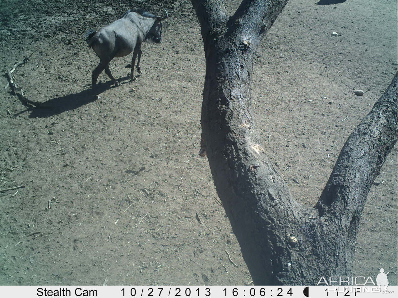 Blue Wildebeest Trail Camera