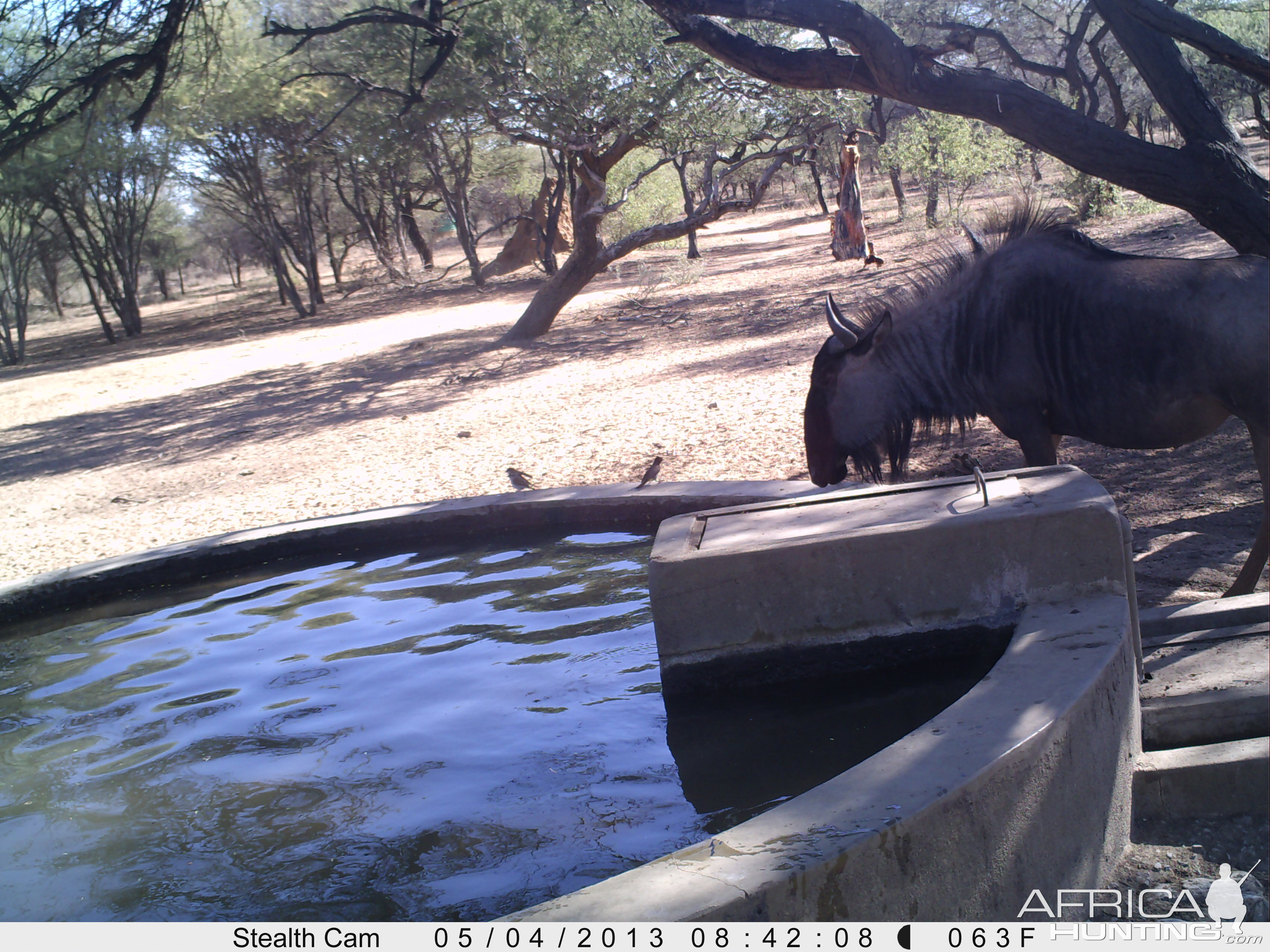 Blue Wildebeest Trail Camera