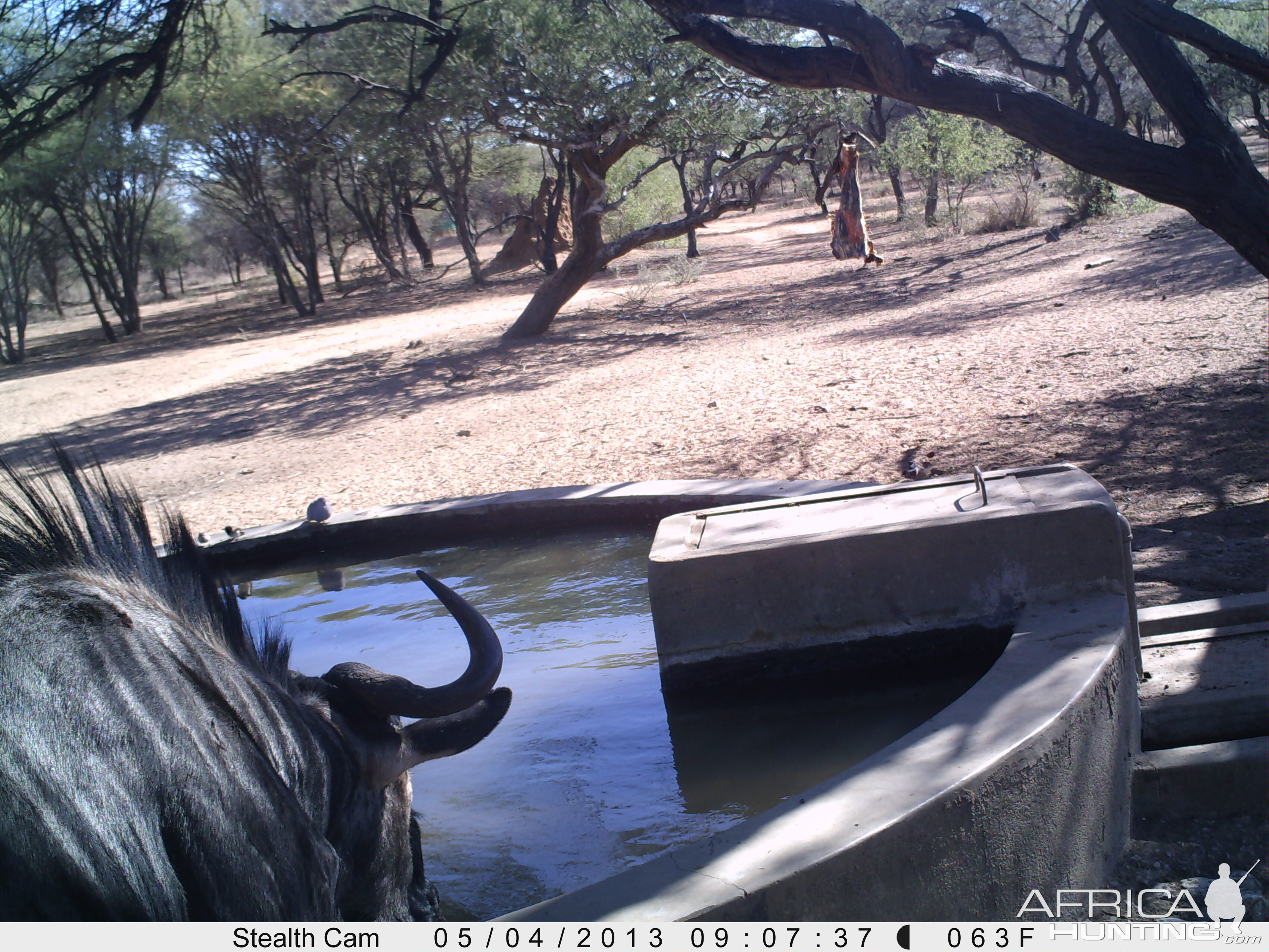 Blue Wildebeest Trail Camera