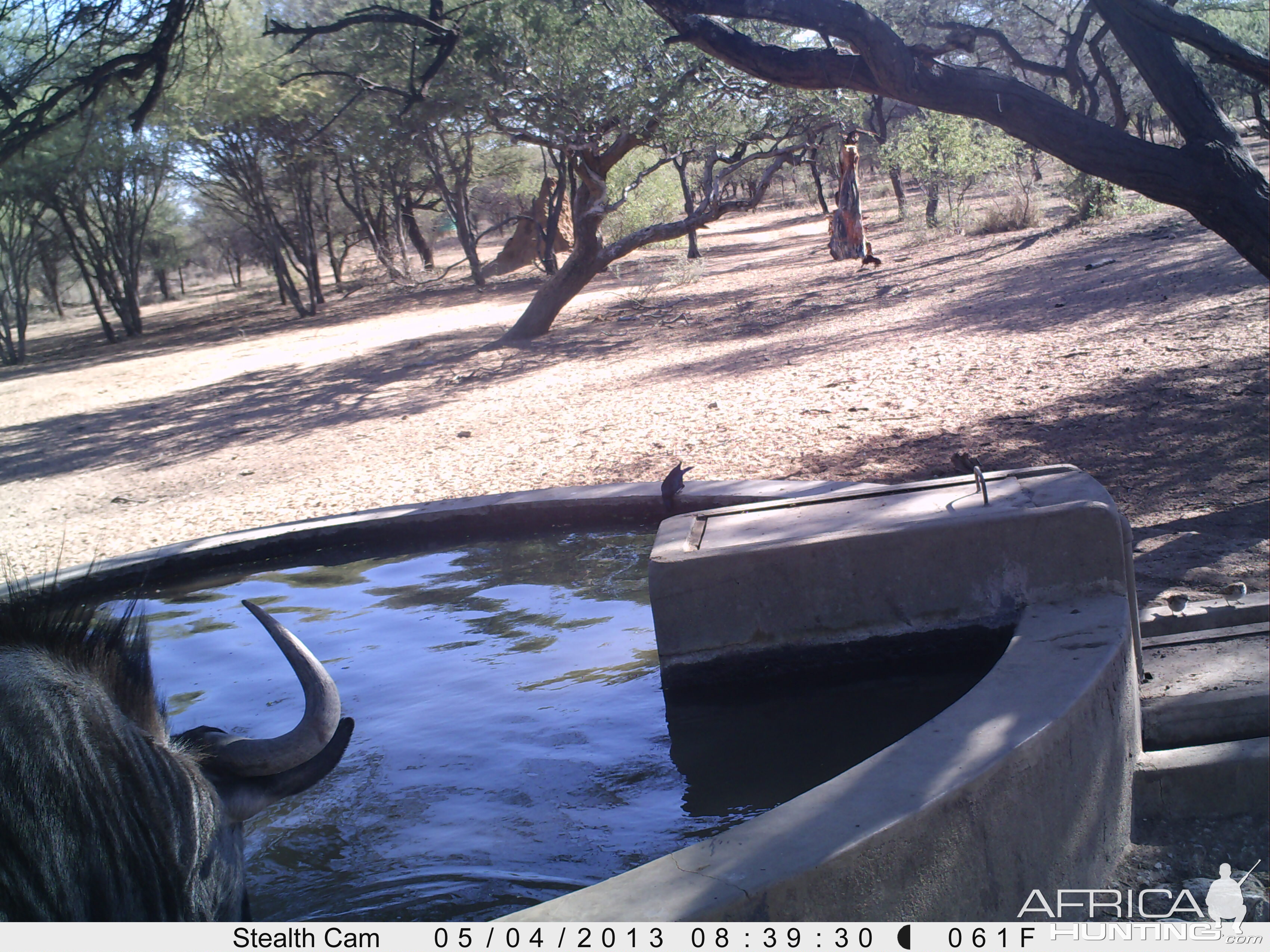 Blue Wildebeest Trail Camera