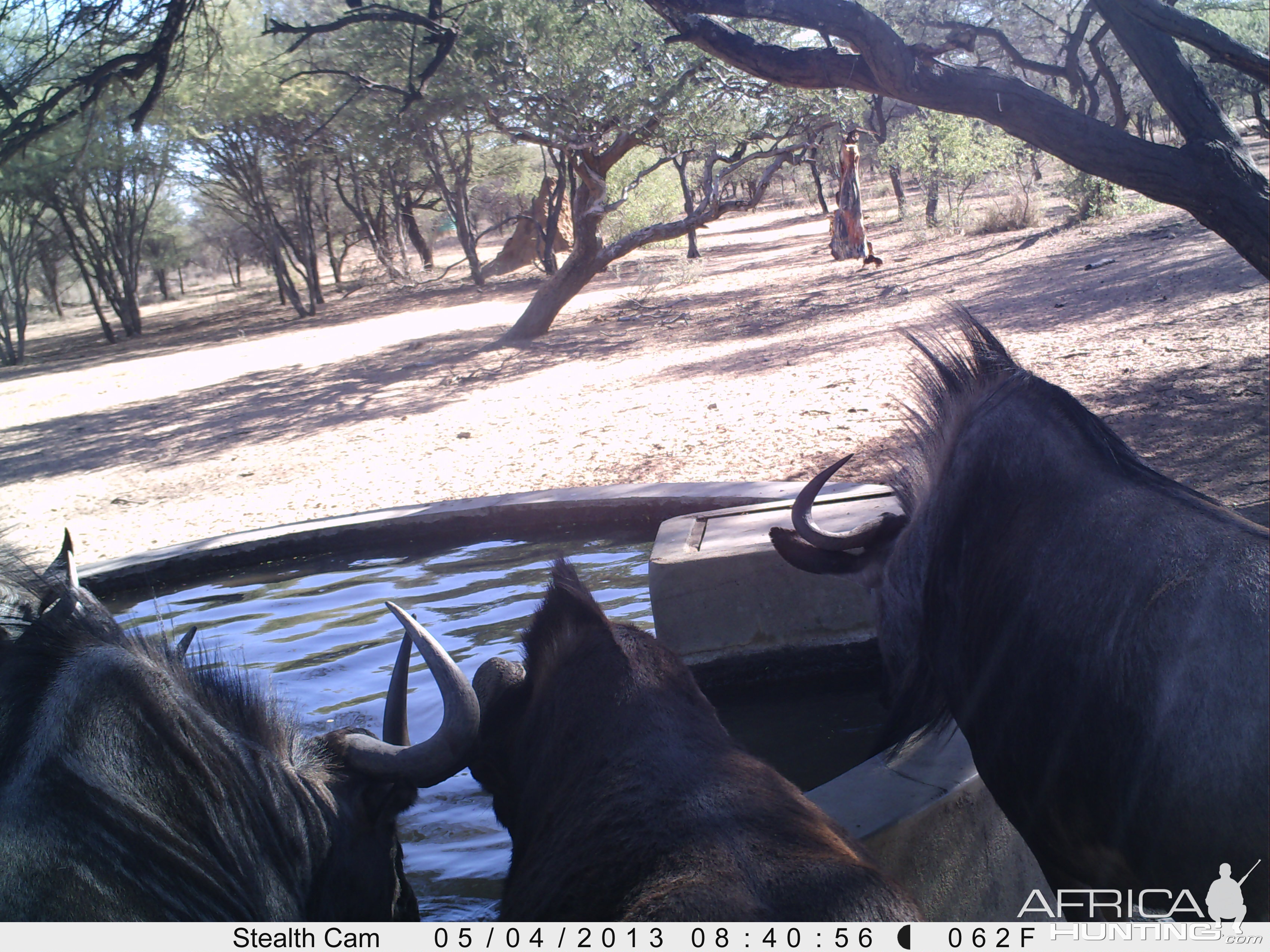 Blue Wildebeest Trail Camera