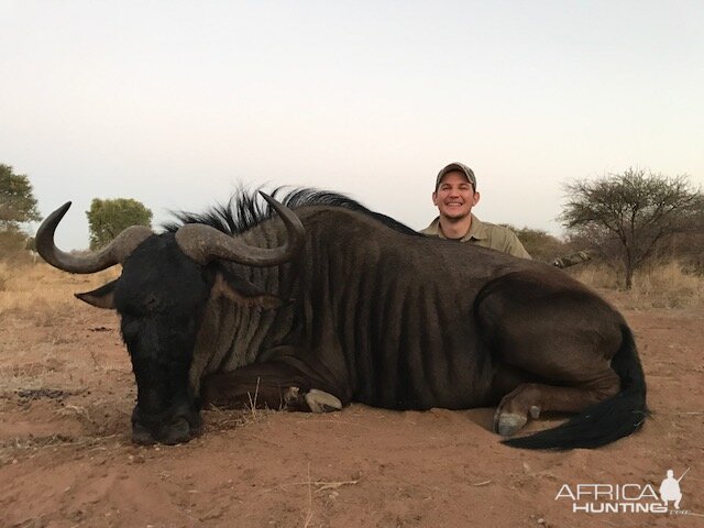 Blue Wildebeest Trophy