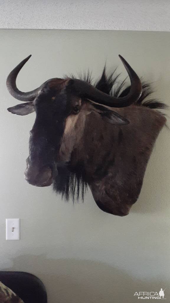 Blue Wildebeest Wall Pedestal Mount Taxidermy