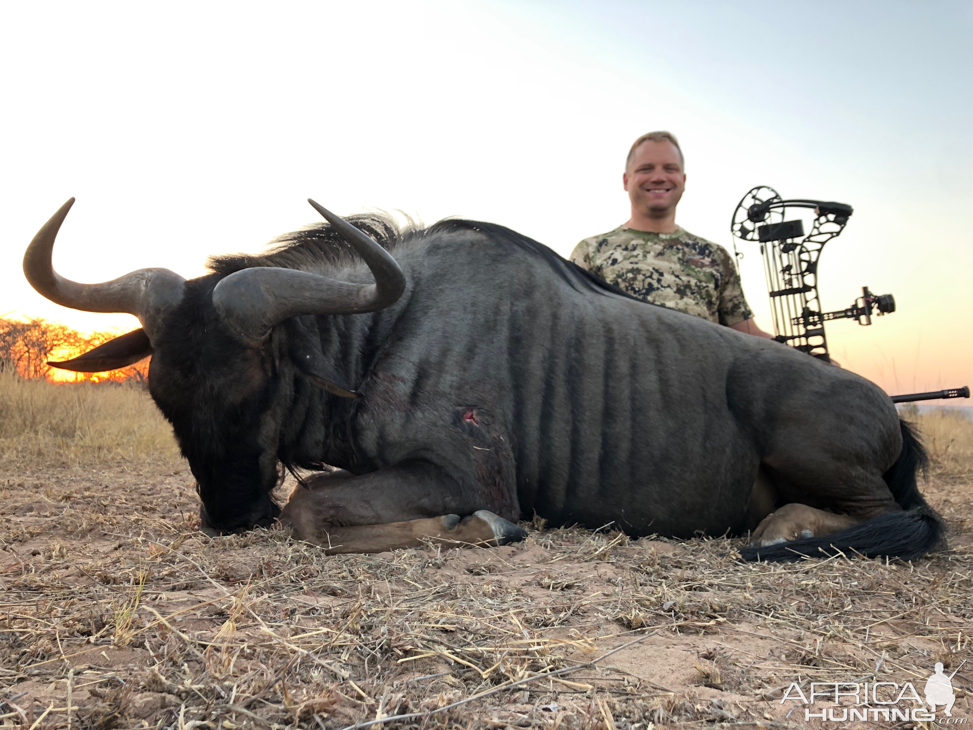 Blue Wildebeest with Ditholo Safaris