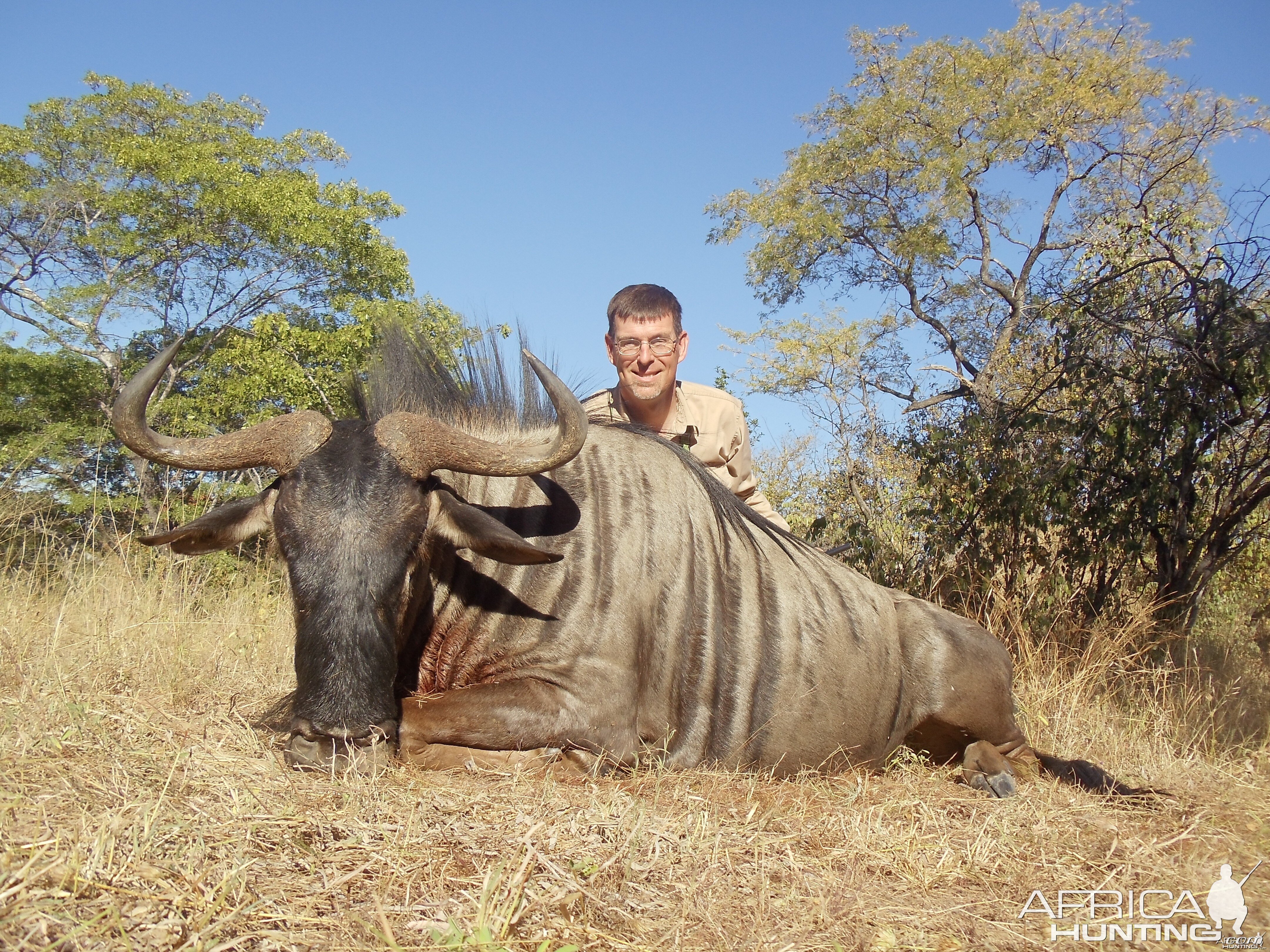 blue wildebeest zim