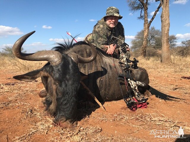 Blue Wildebeest