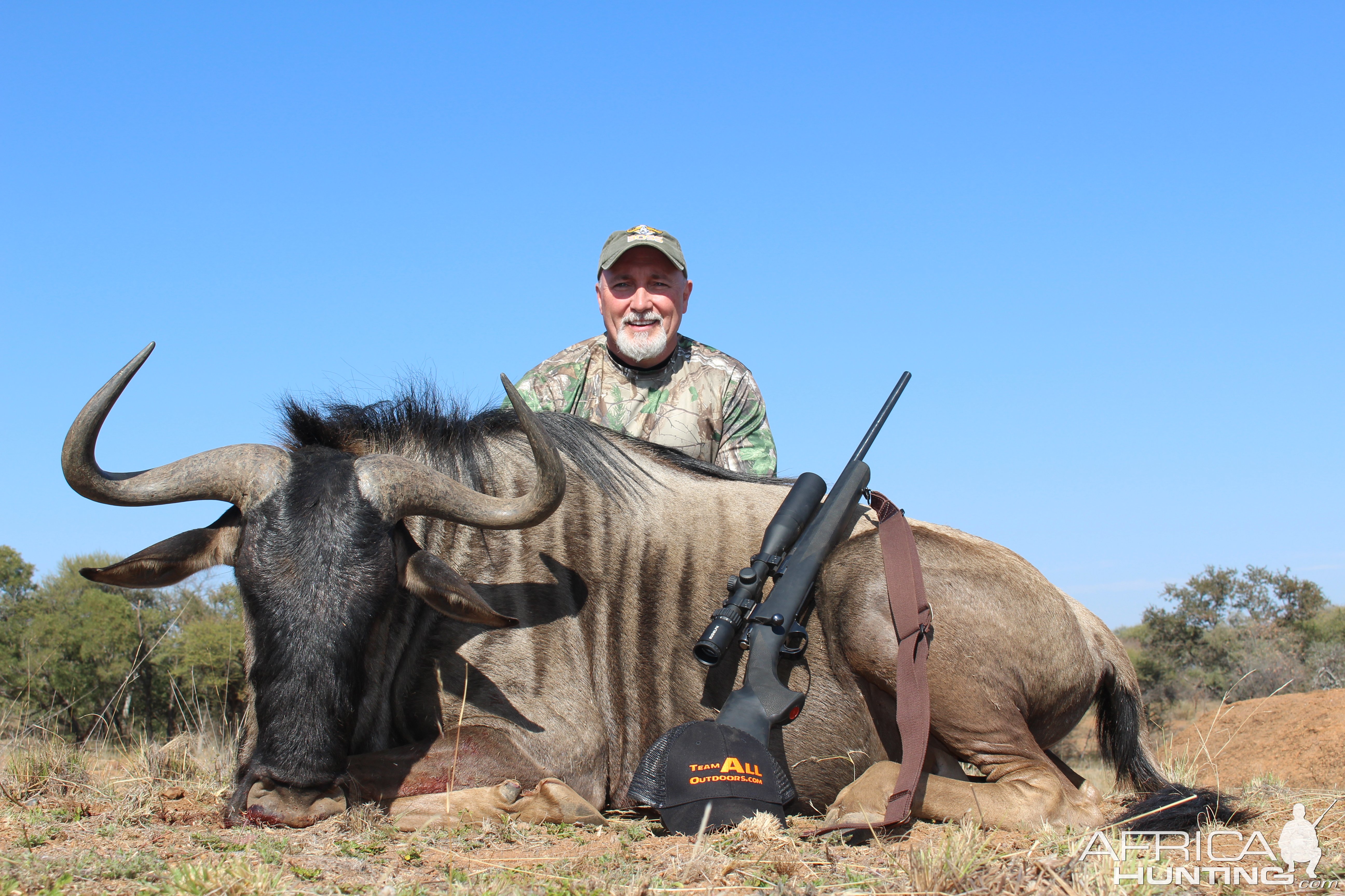 Blue Wildebeest