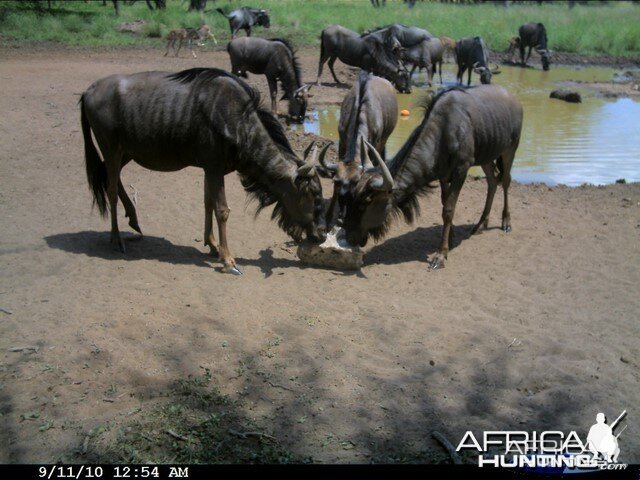 Blue Wildebeest