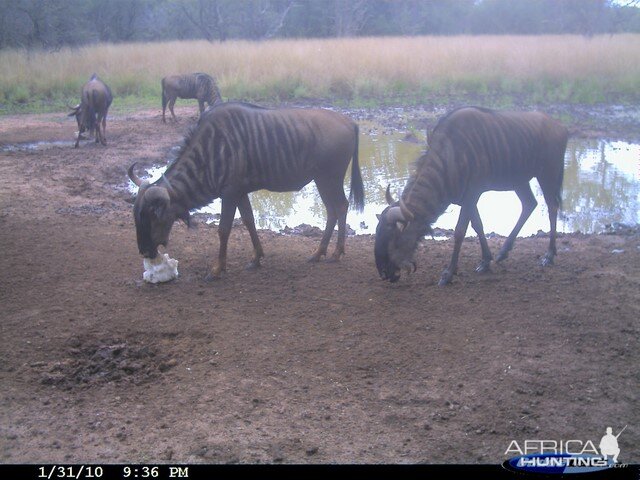 Blue Wildebeest