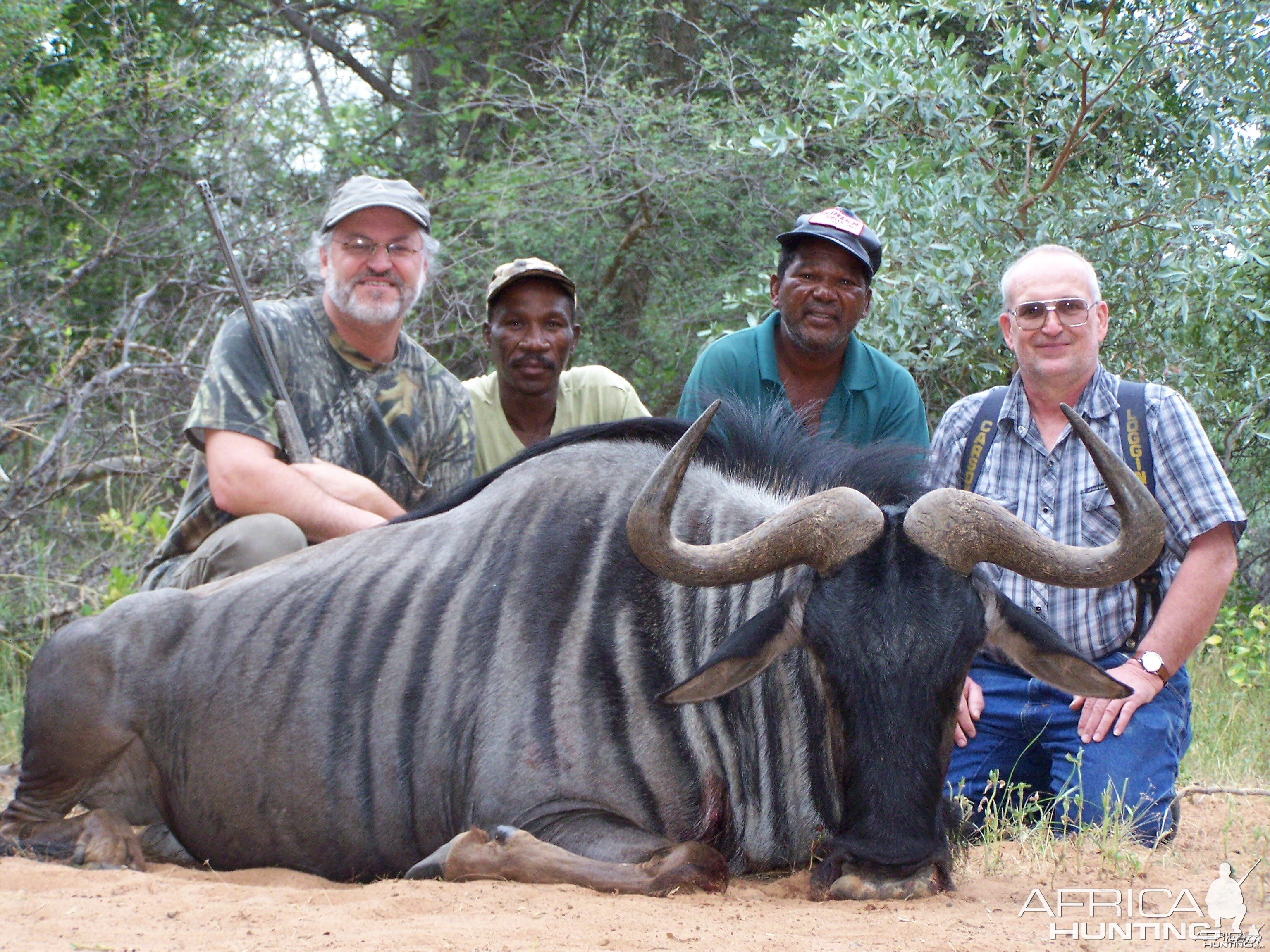 Blue Wildebeest