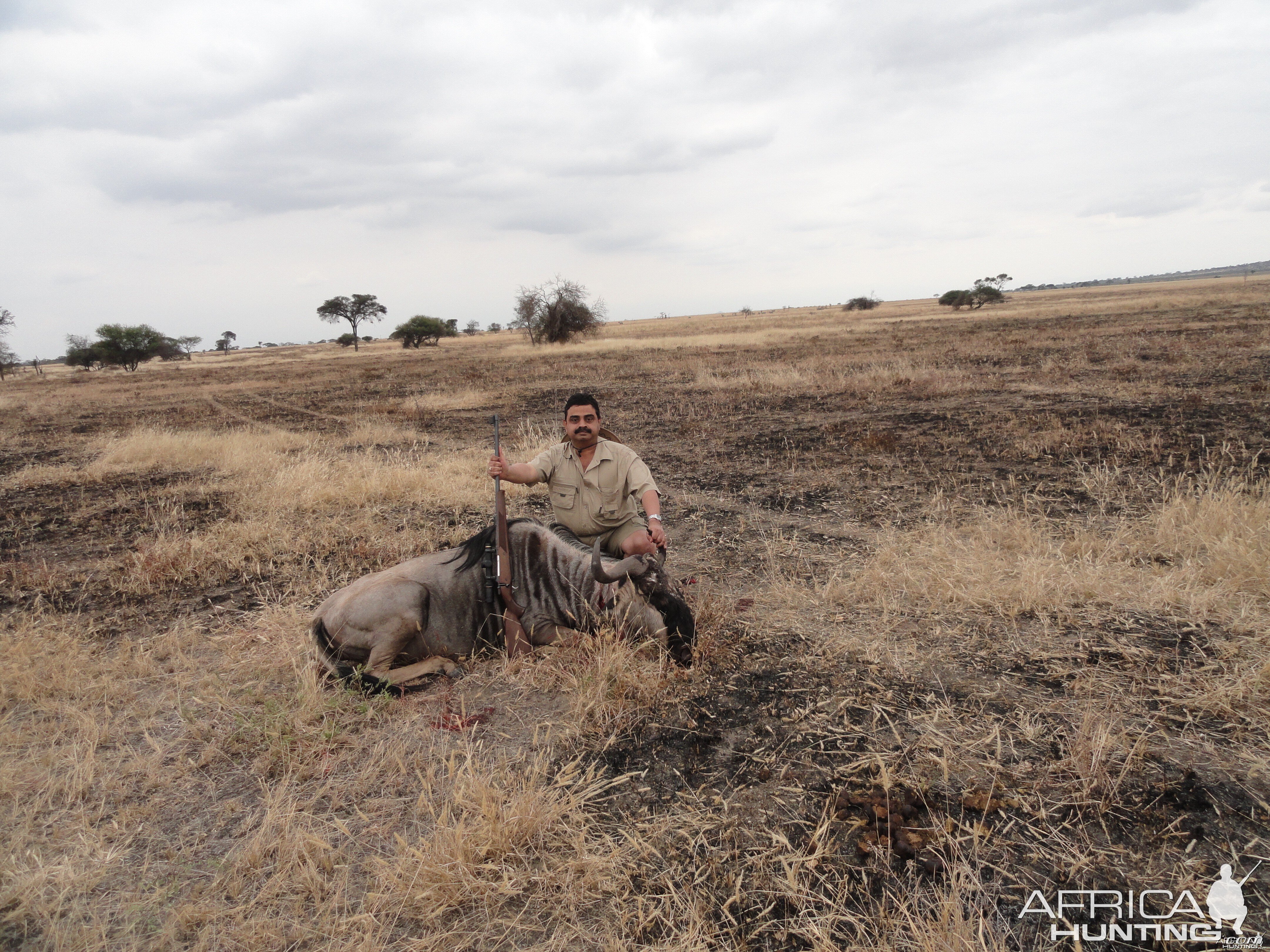 Blue Wildebeest