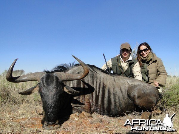 Blue Wildebeest