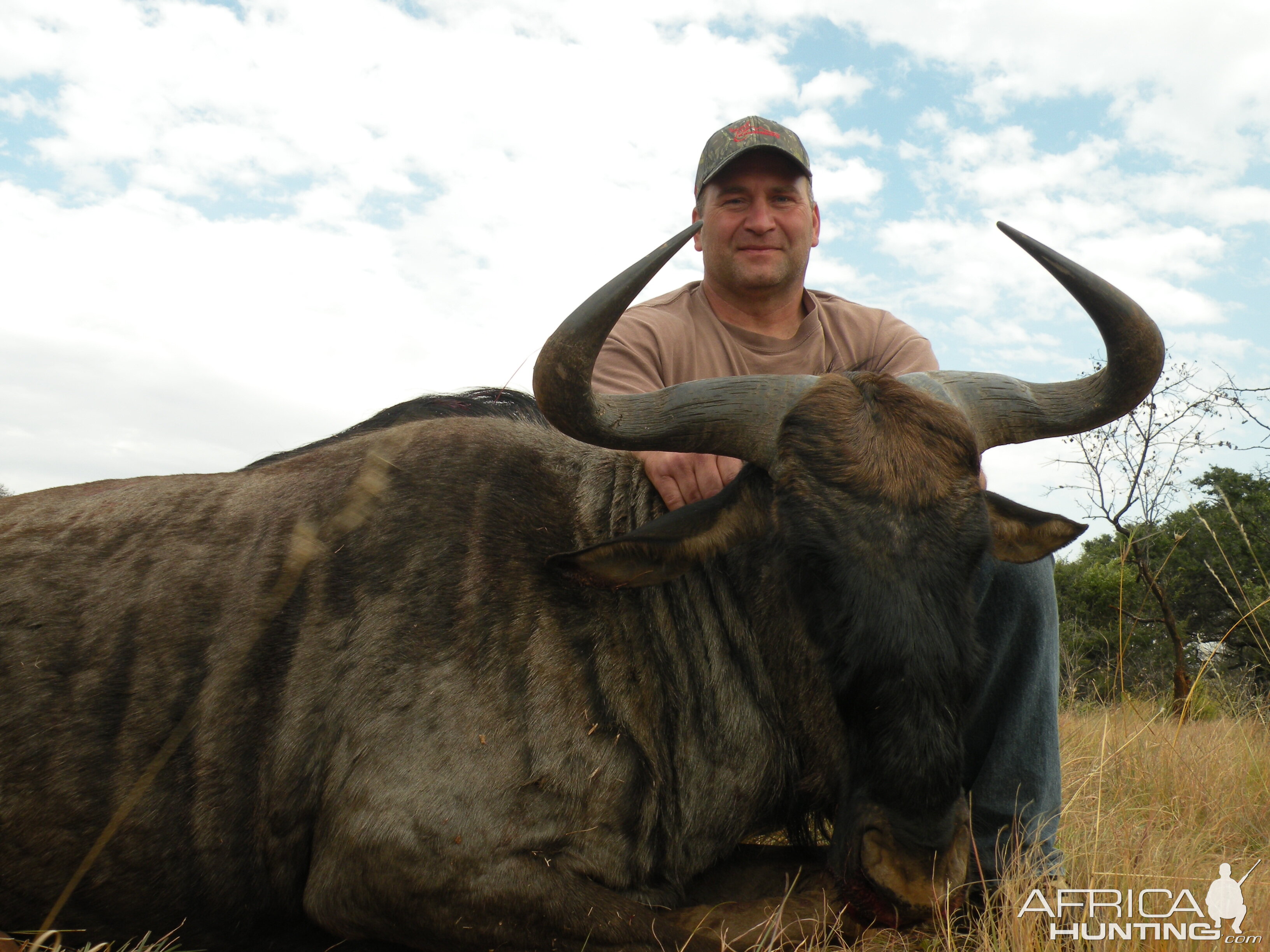 Blue Wildebeest