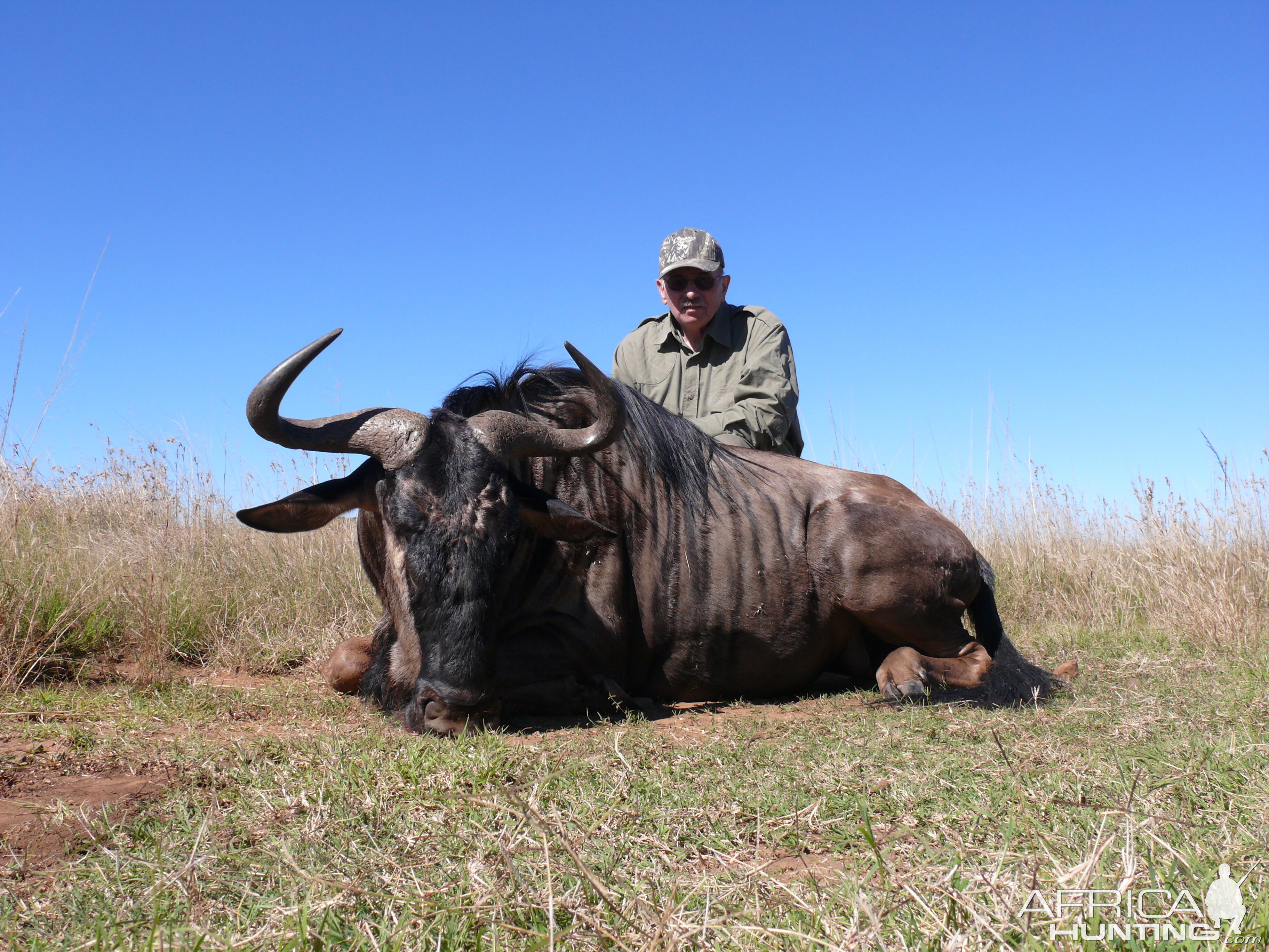 Blue Wildebeest