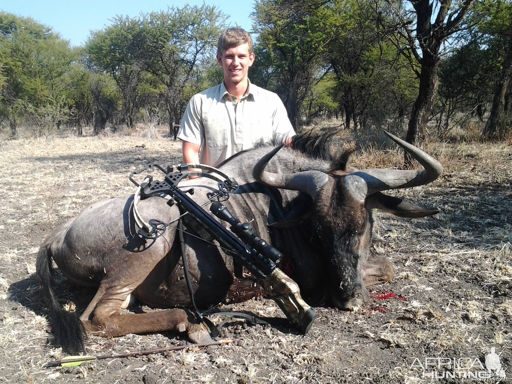 Blue Wildebeest