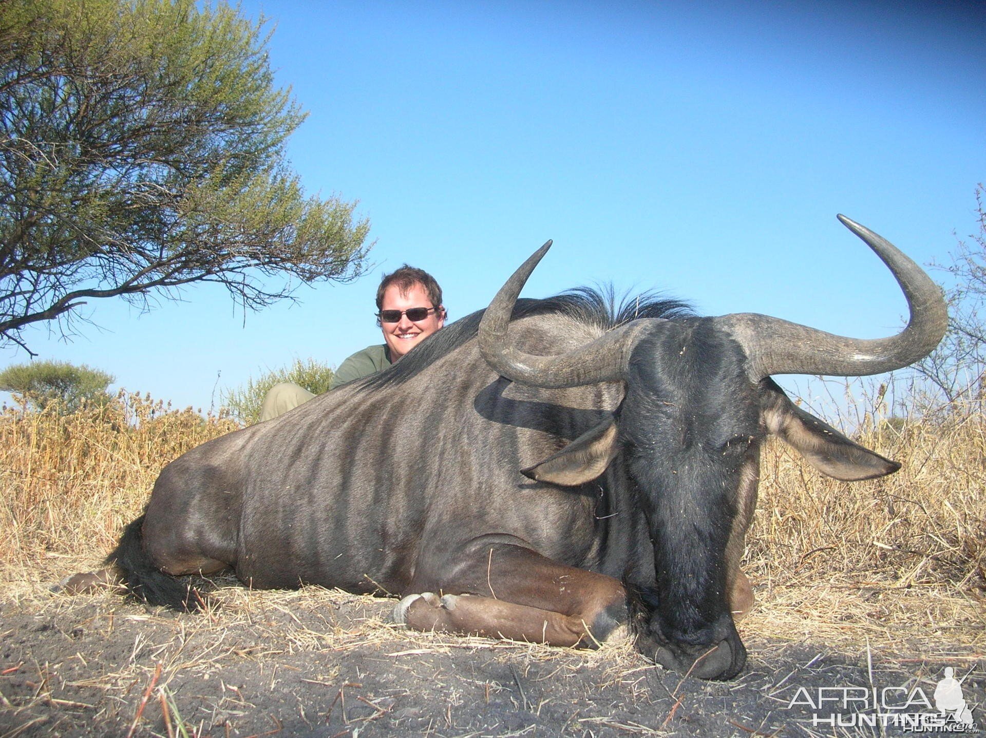 Blue Wildebeest