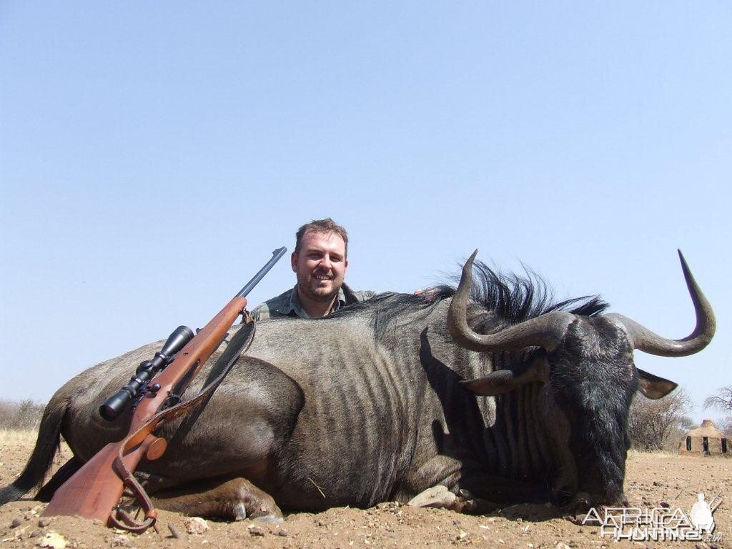 Blue Wildebeest