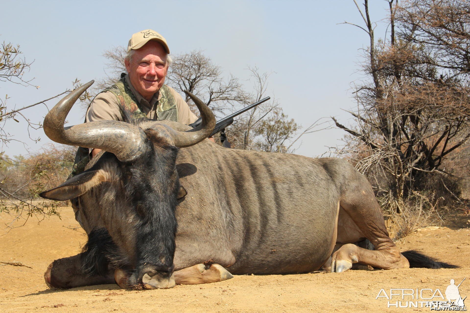 Blue Wildebeest