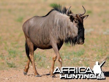 Blue Wildebeest