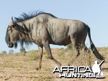 Blue Wildebeest