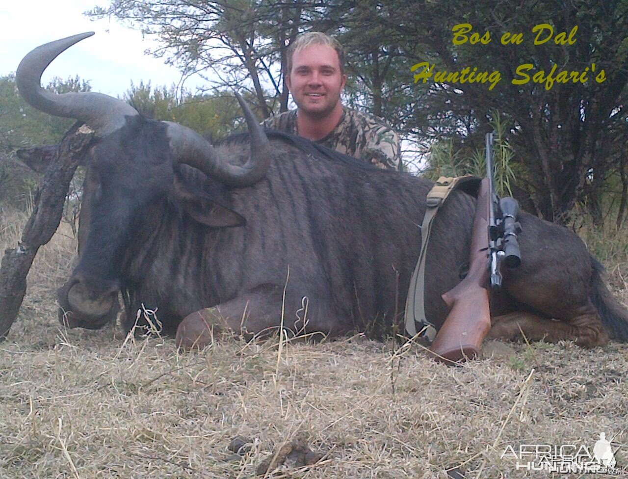 Blue Wildebeest