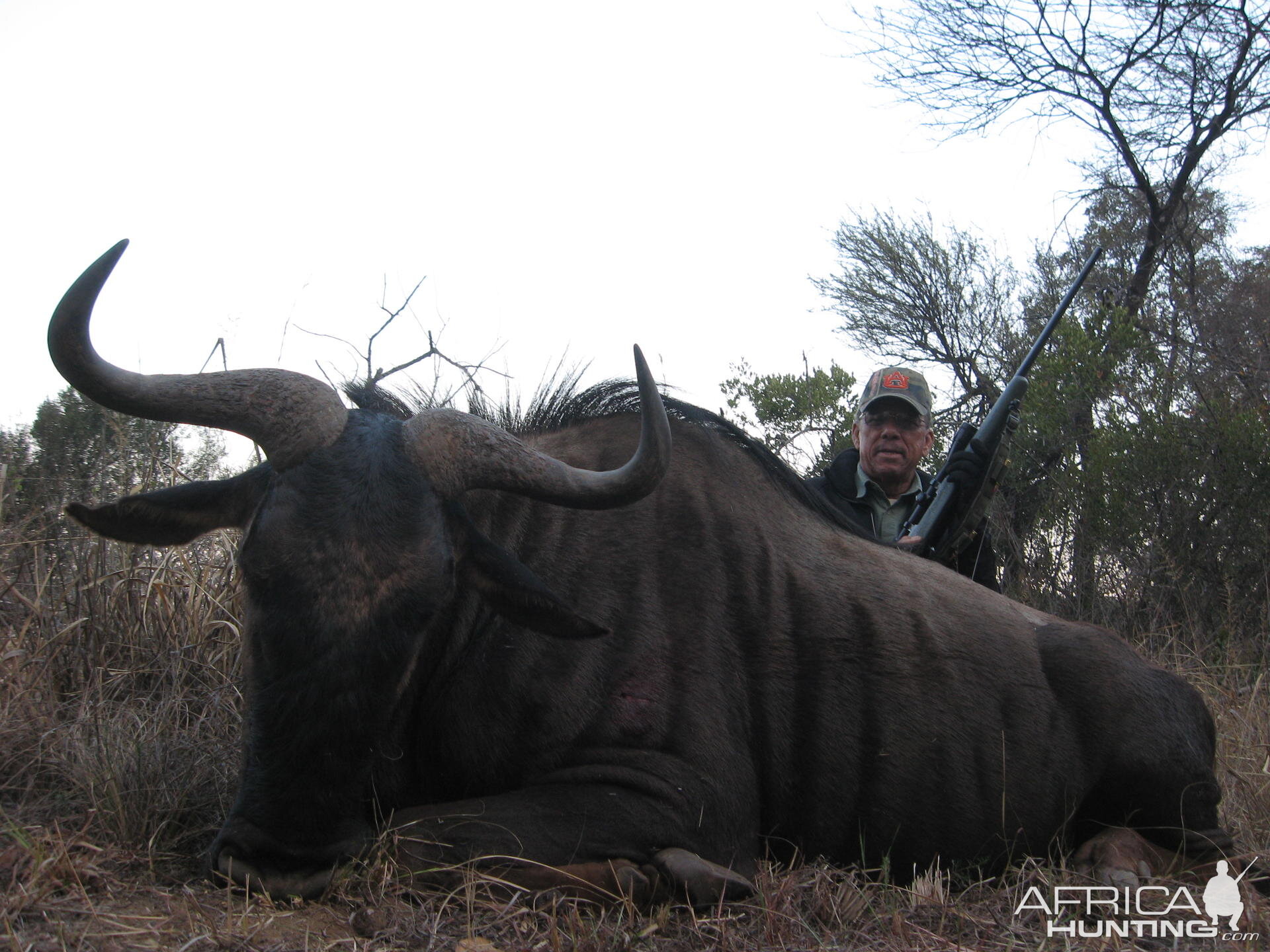 Blue Wildebeest