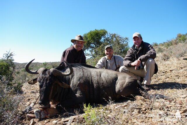 Blue Wildebeest