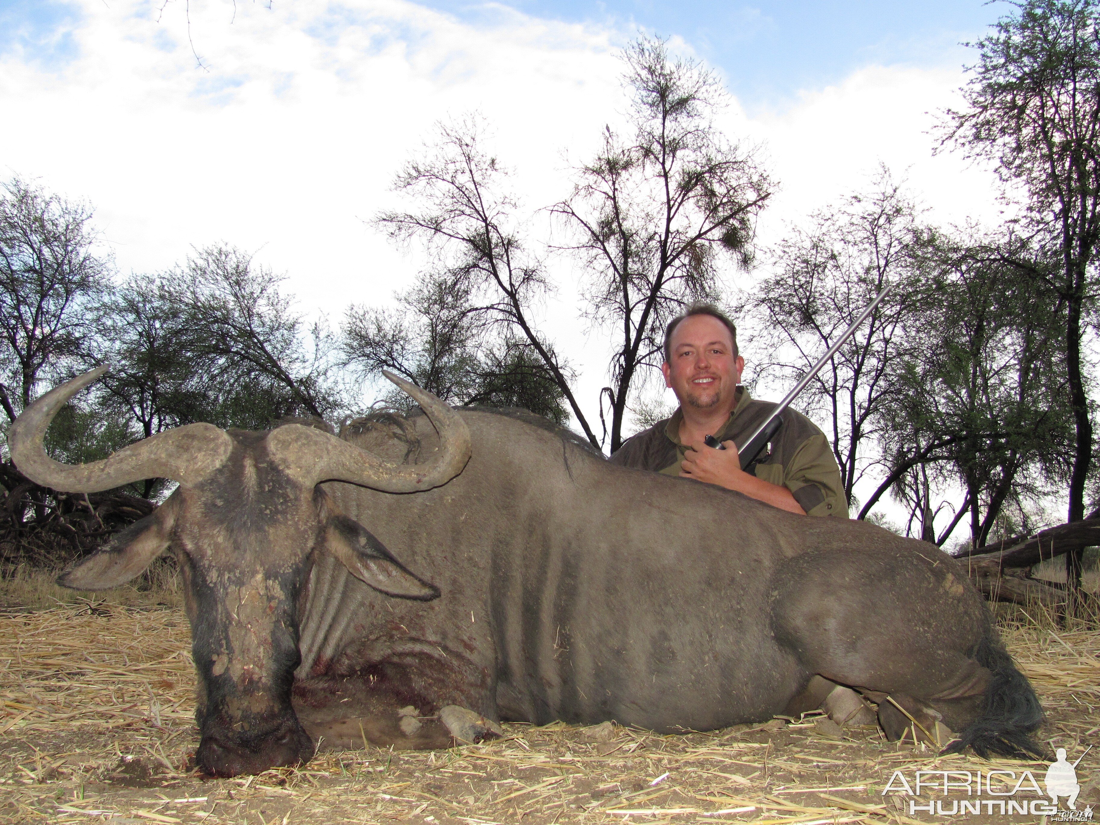 Blue Wildebeest