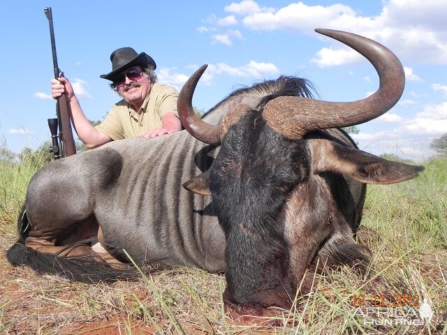 Blue Wildebeest