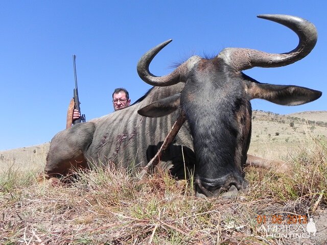 Blue Wildebeest