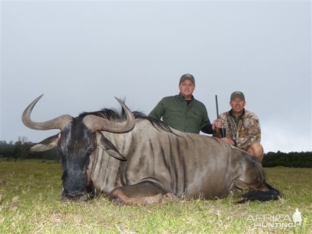 Blue Wildebeest