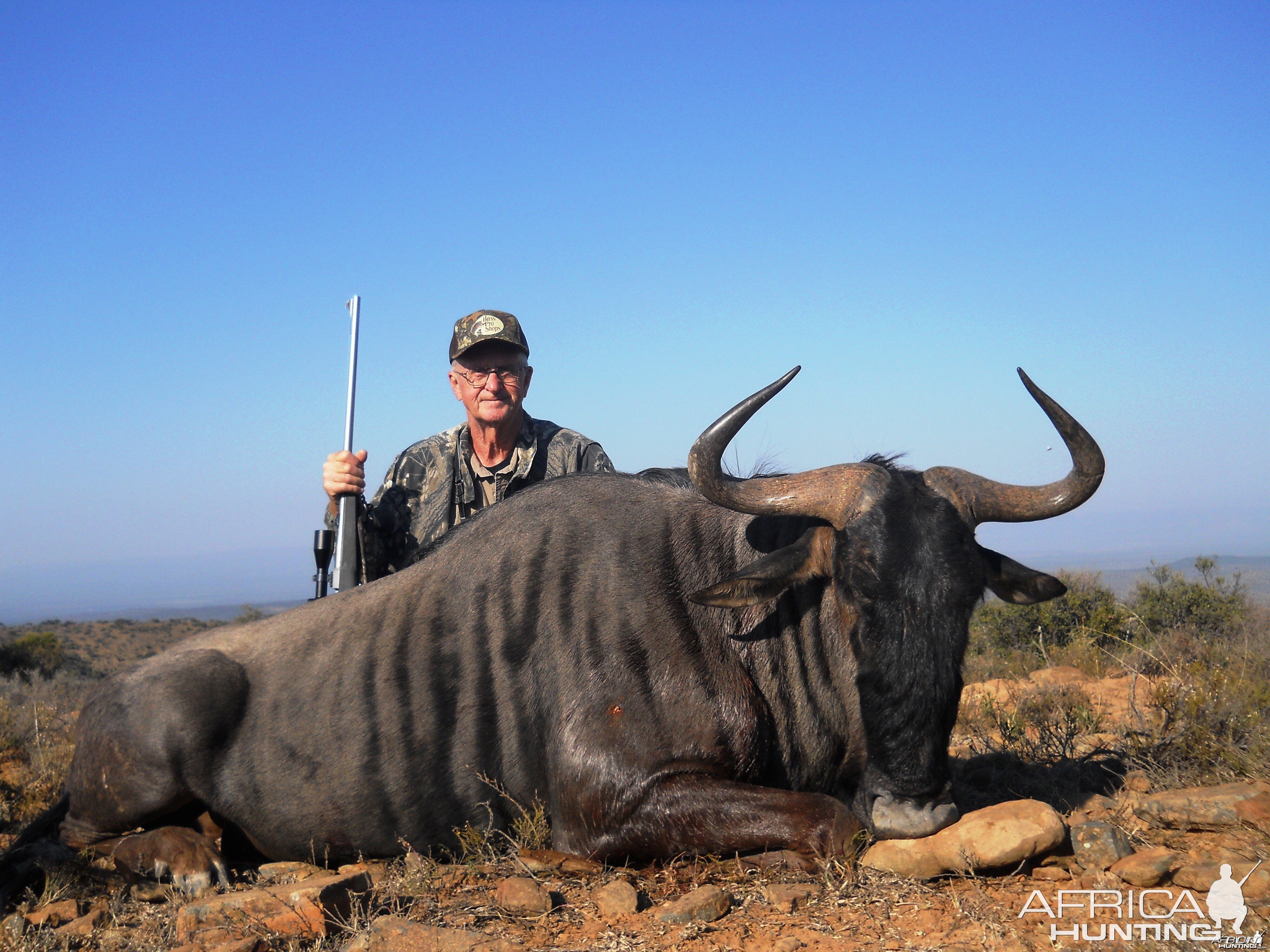 Blue Wildebeest