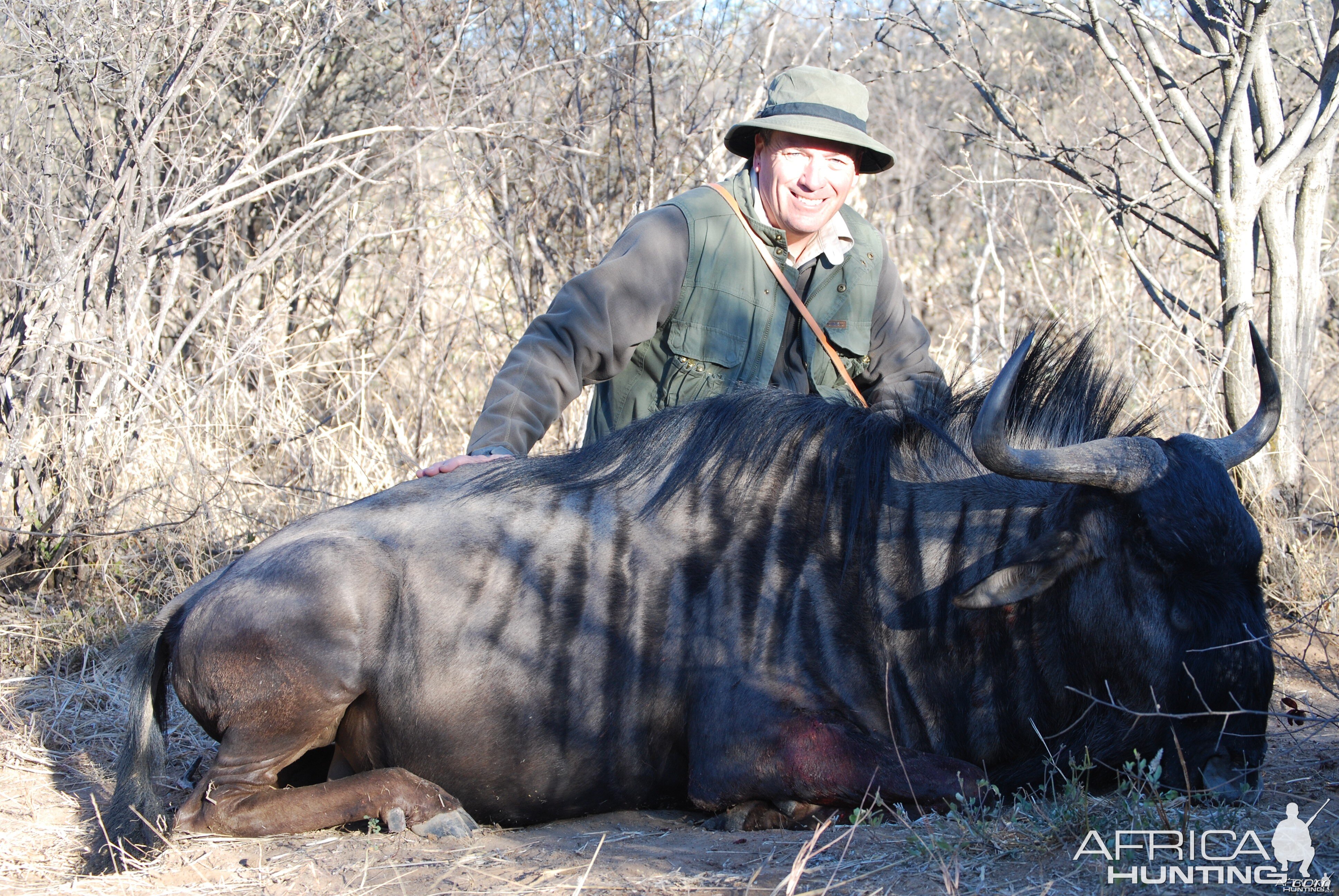 Blue Wildebeest