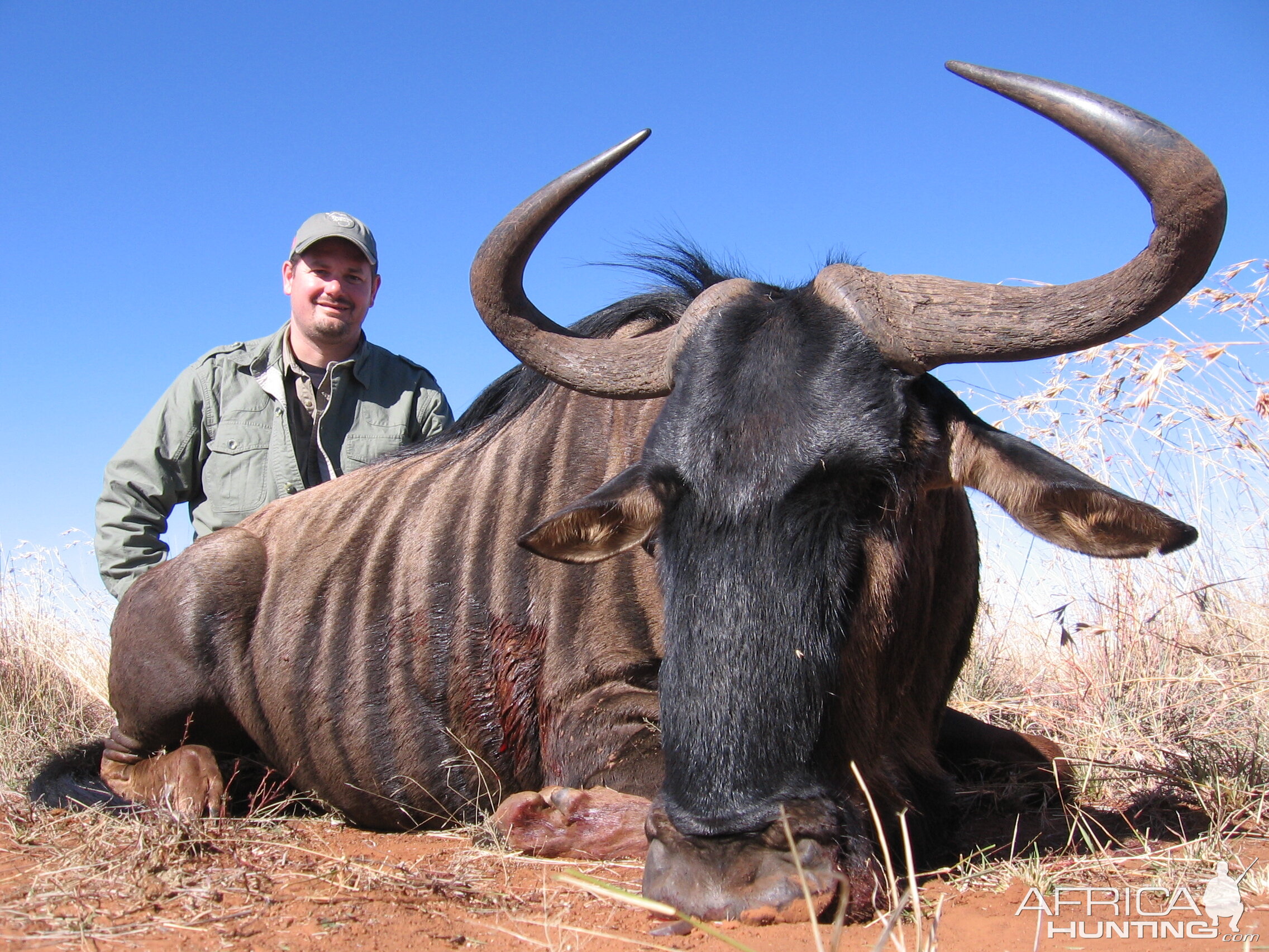 Blue Wildebeest