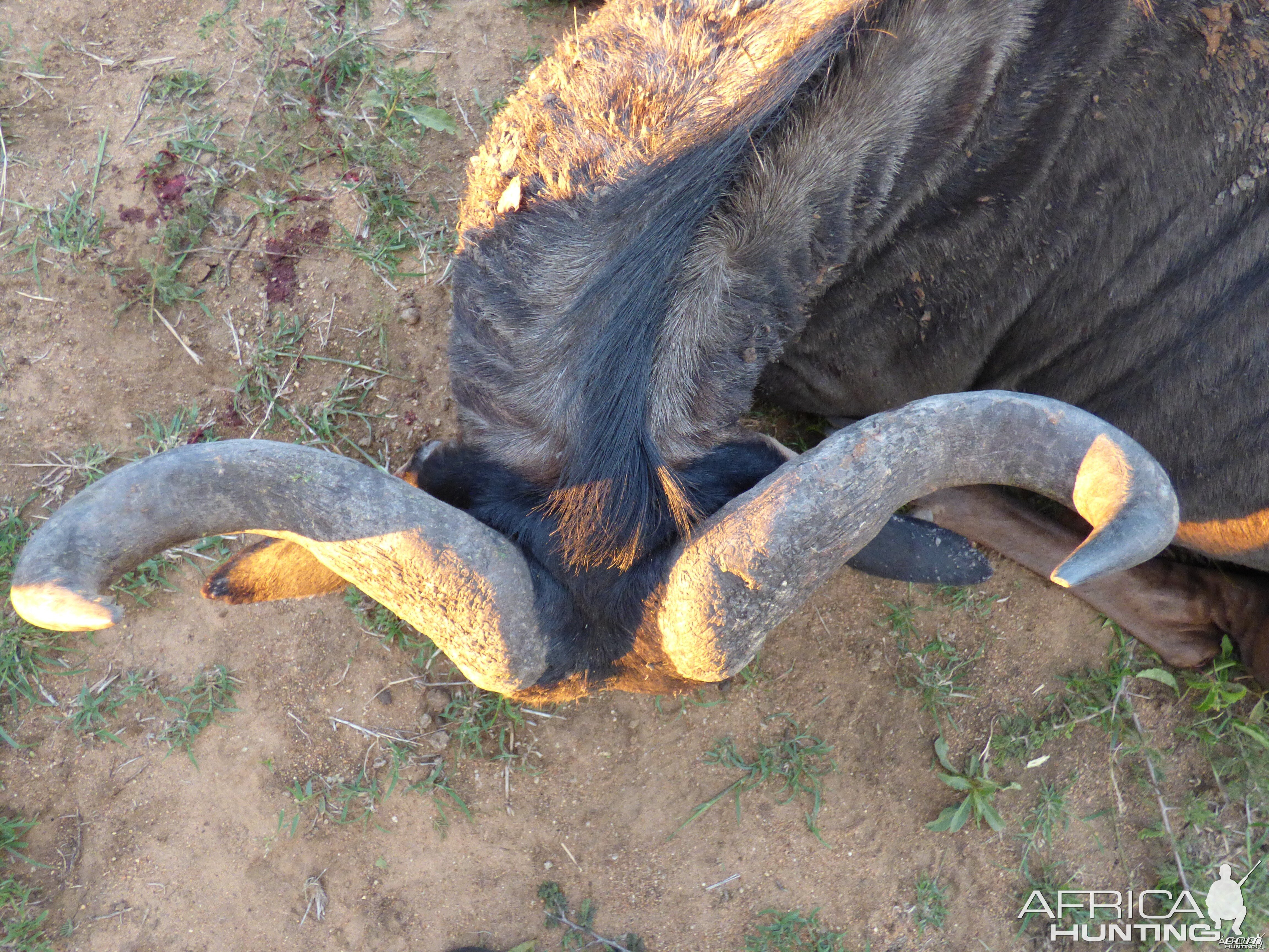 Blue Wildebeest's horns