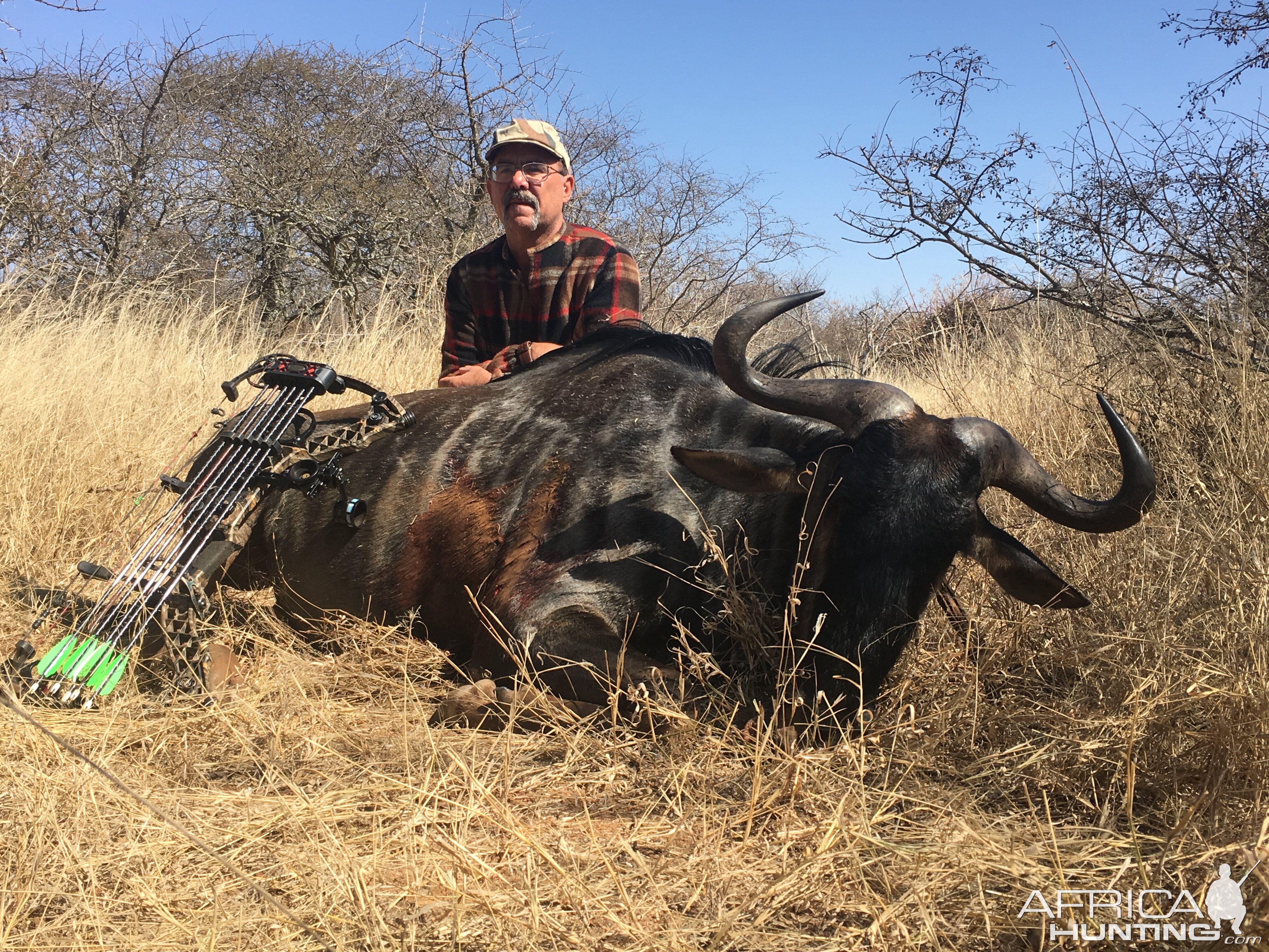 Blue Wildebesst Bow Hunting South Africa