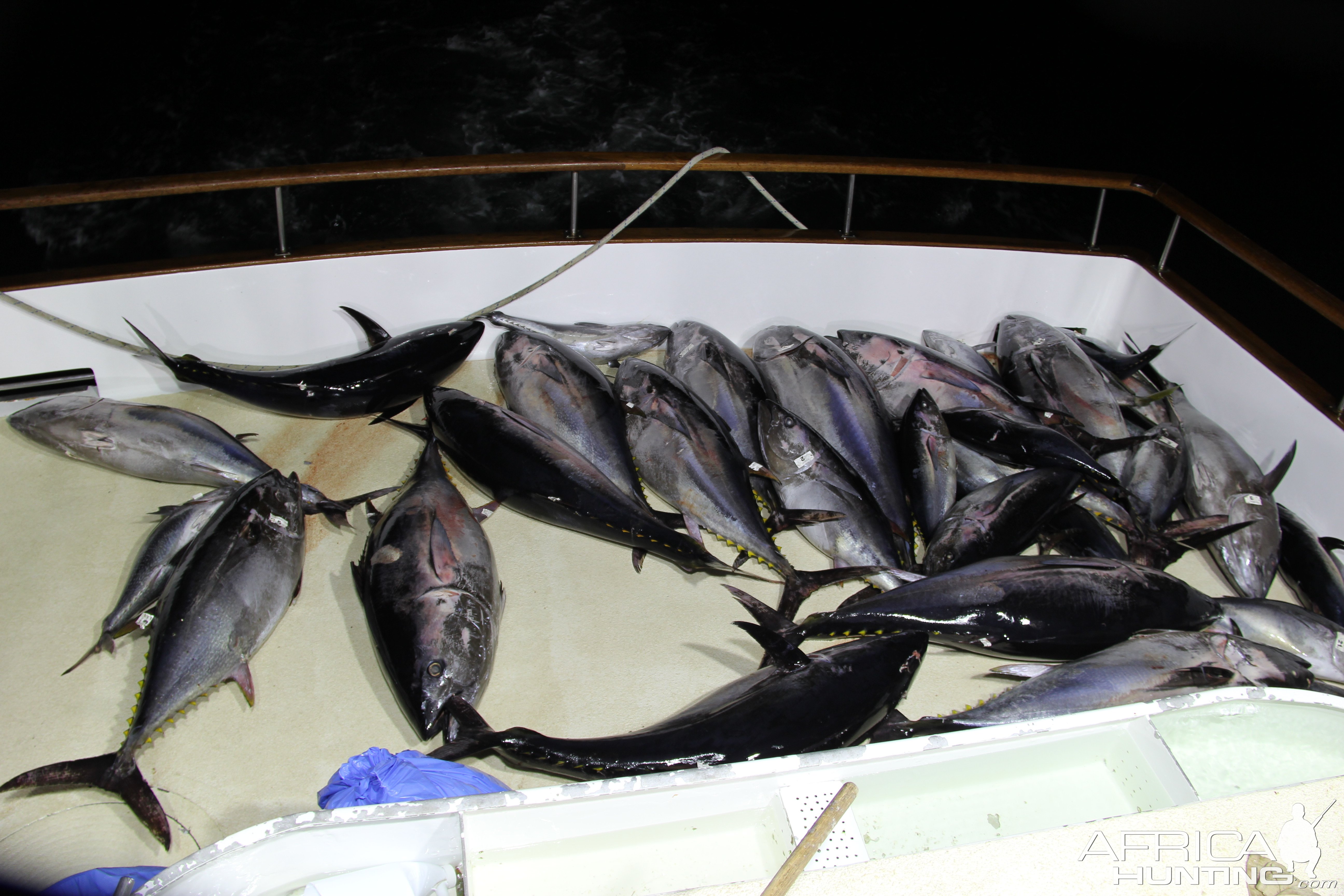 bluefin tuna fishing san diego        <h3 class=