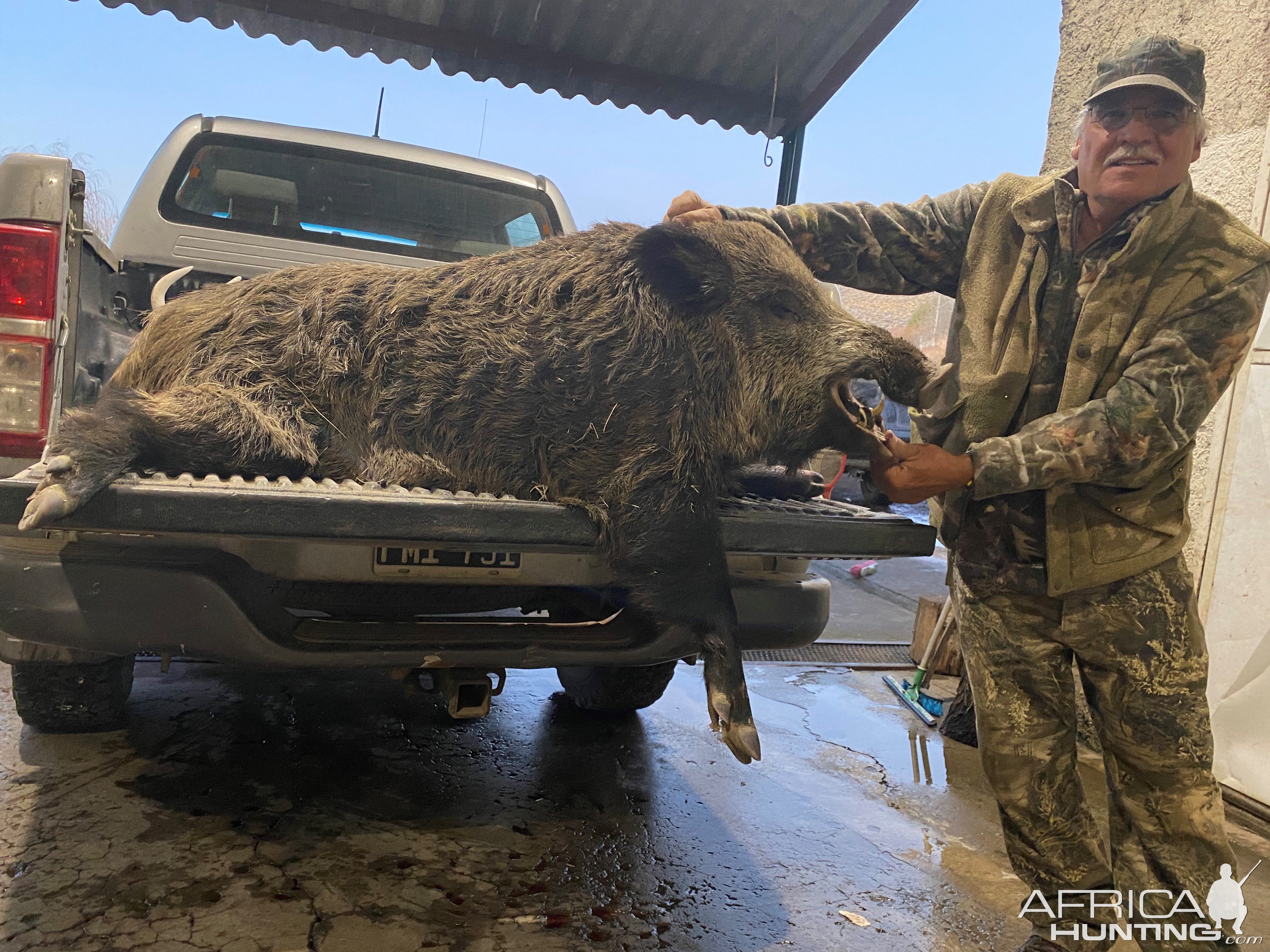 Boar Hunt Argentina