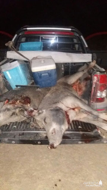 Boar Hunt Argentina