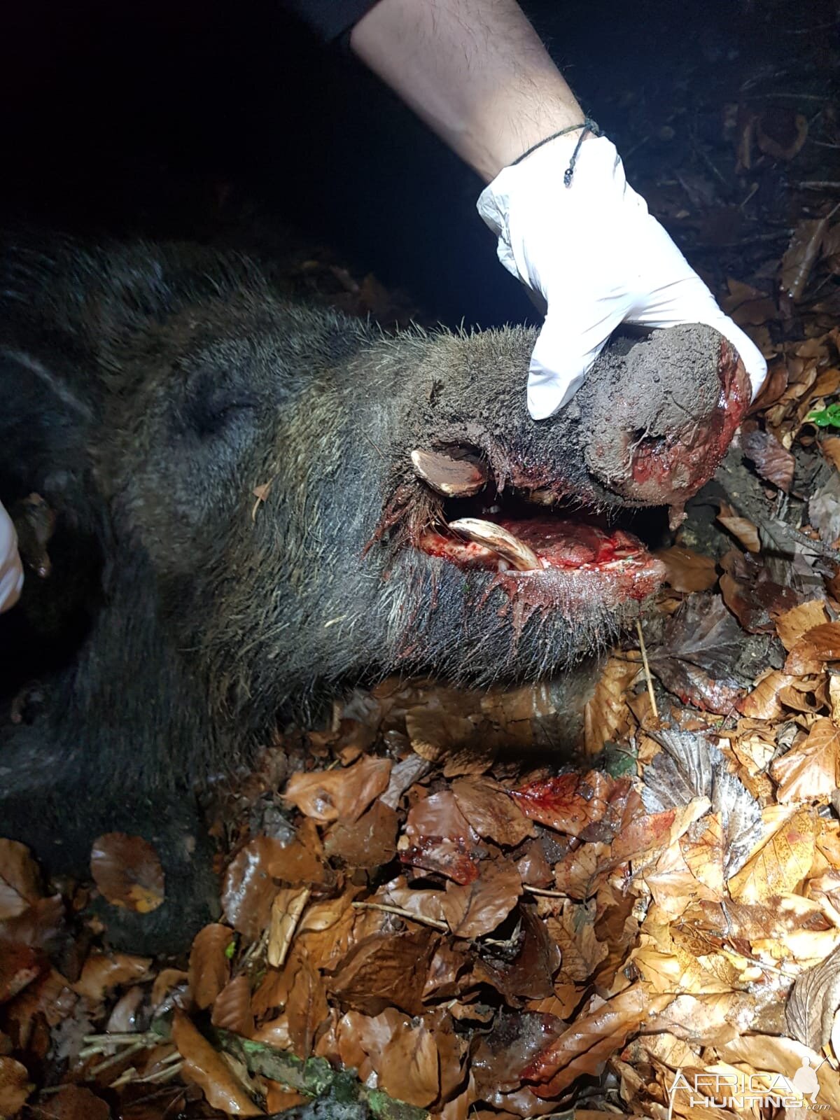 Boar Hunt Germany