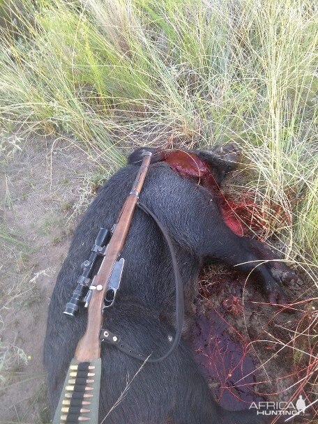 Boar Hunting Argentina